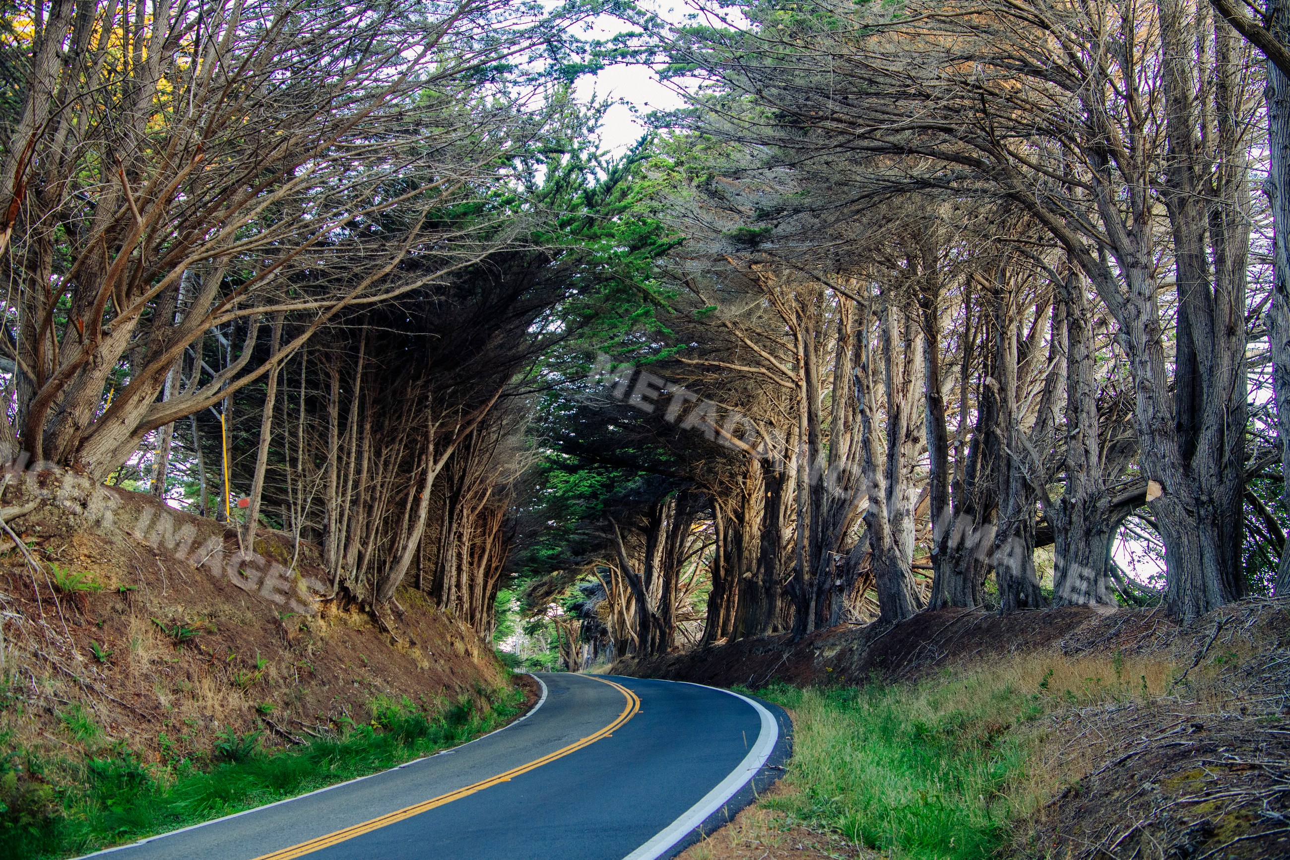 Winding road through pine forest in northern Oregon and California