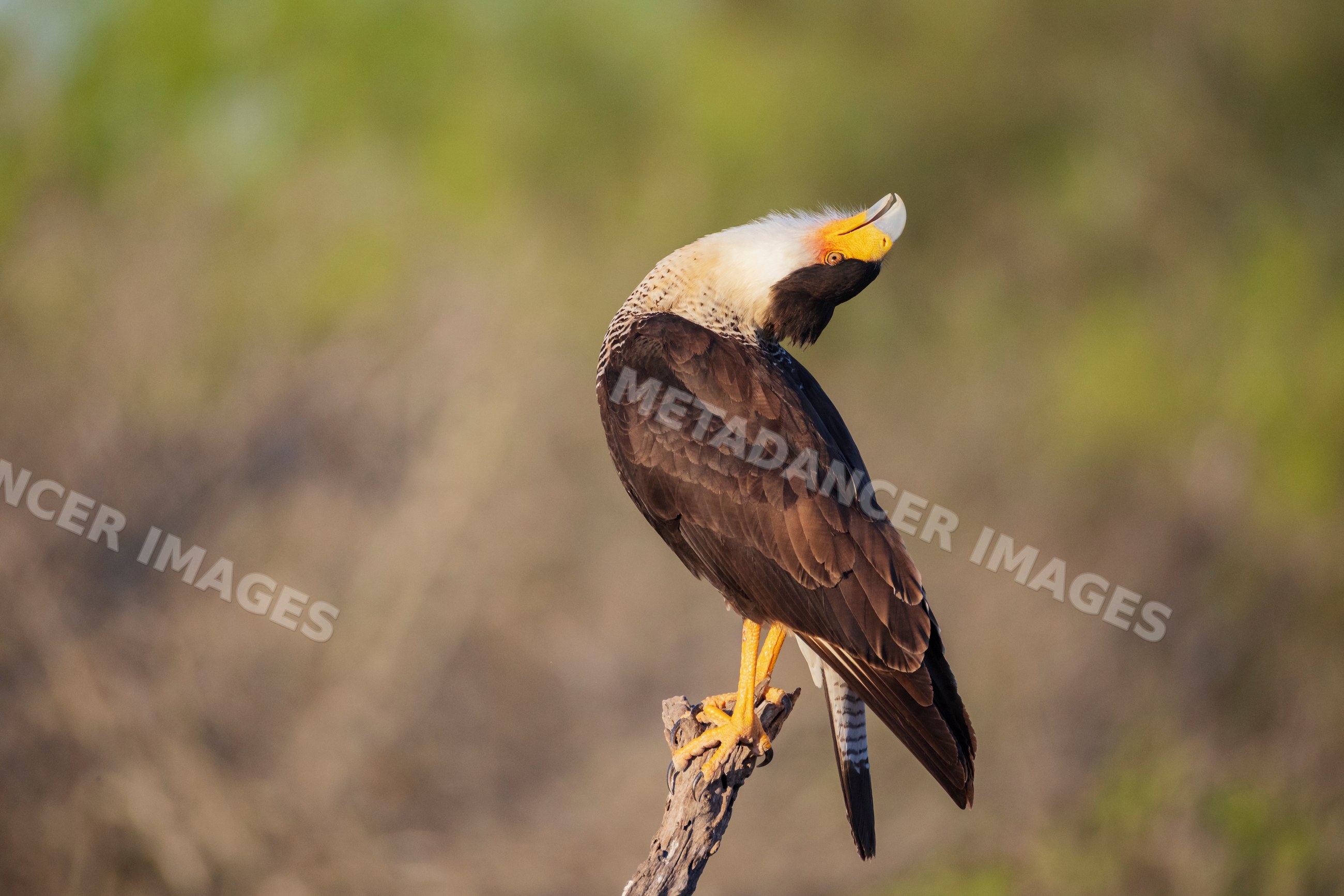 Caracara bird perching on a branch