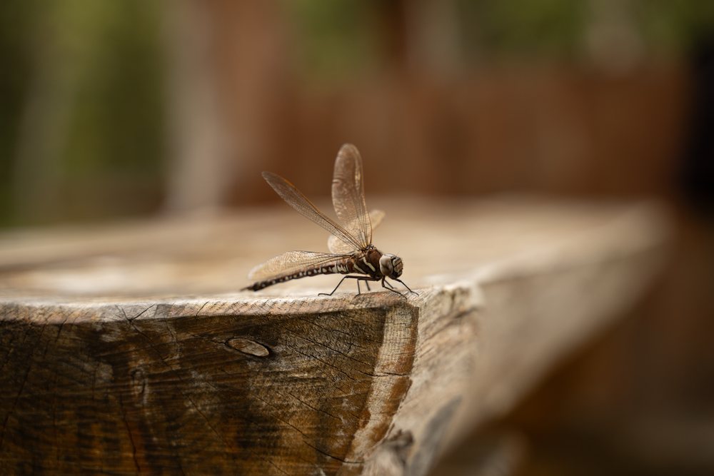 Dragonfly resting on wooden surface outdoors