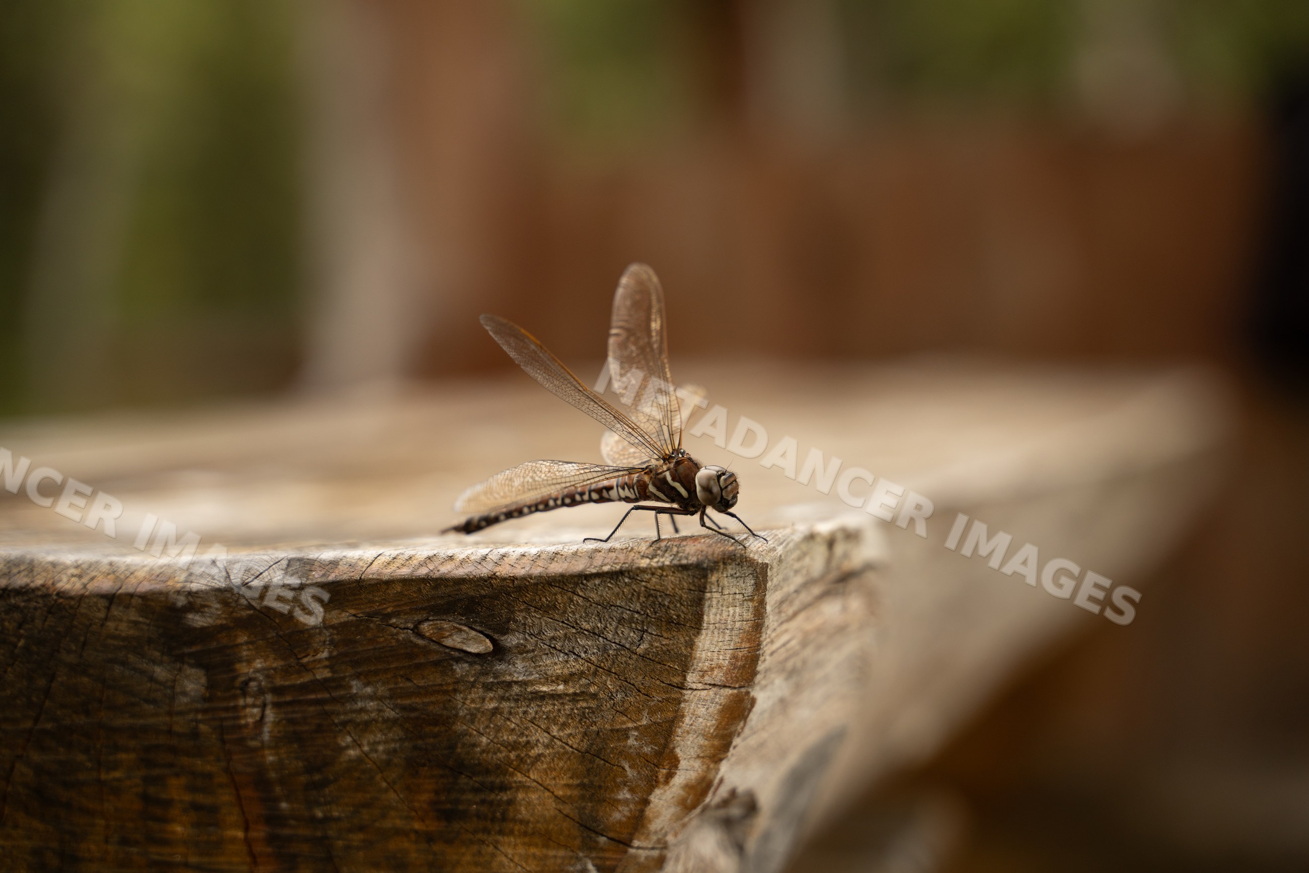 Dragonfly resting on wooden surface outdoors