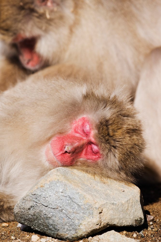 Japanese macaque sleeping while being groomed in Japan winter