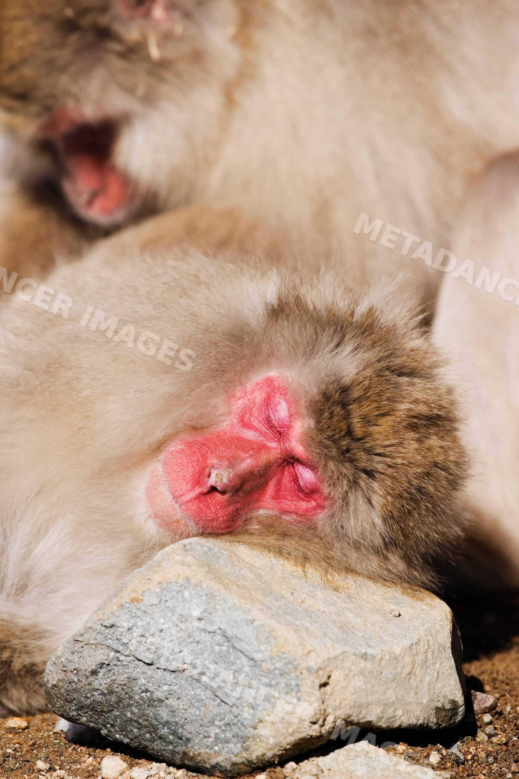 Japanese macaque sleeping while being groomed in Japan winter