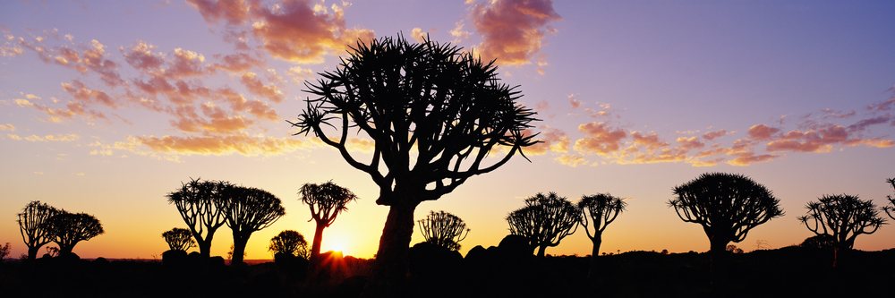 Quiver trees silhouetted at sunset namibia