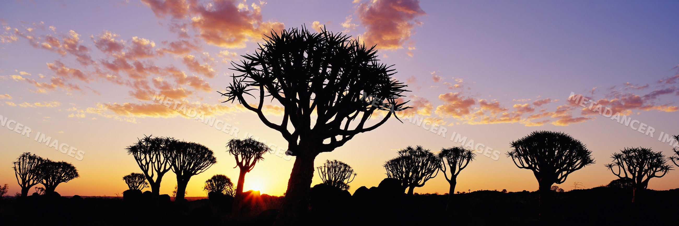 Quiver trees silhouetted at sunset namibia