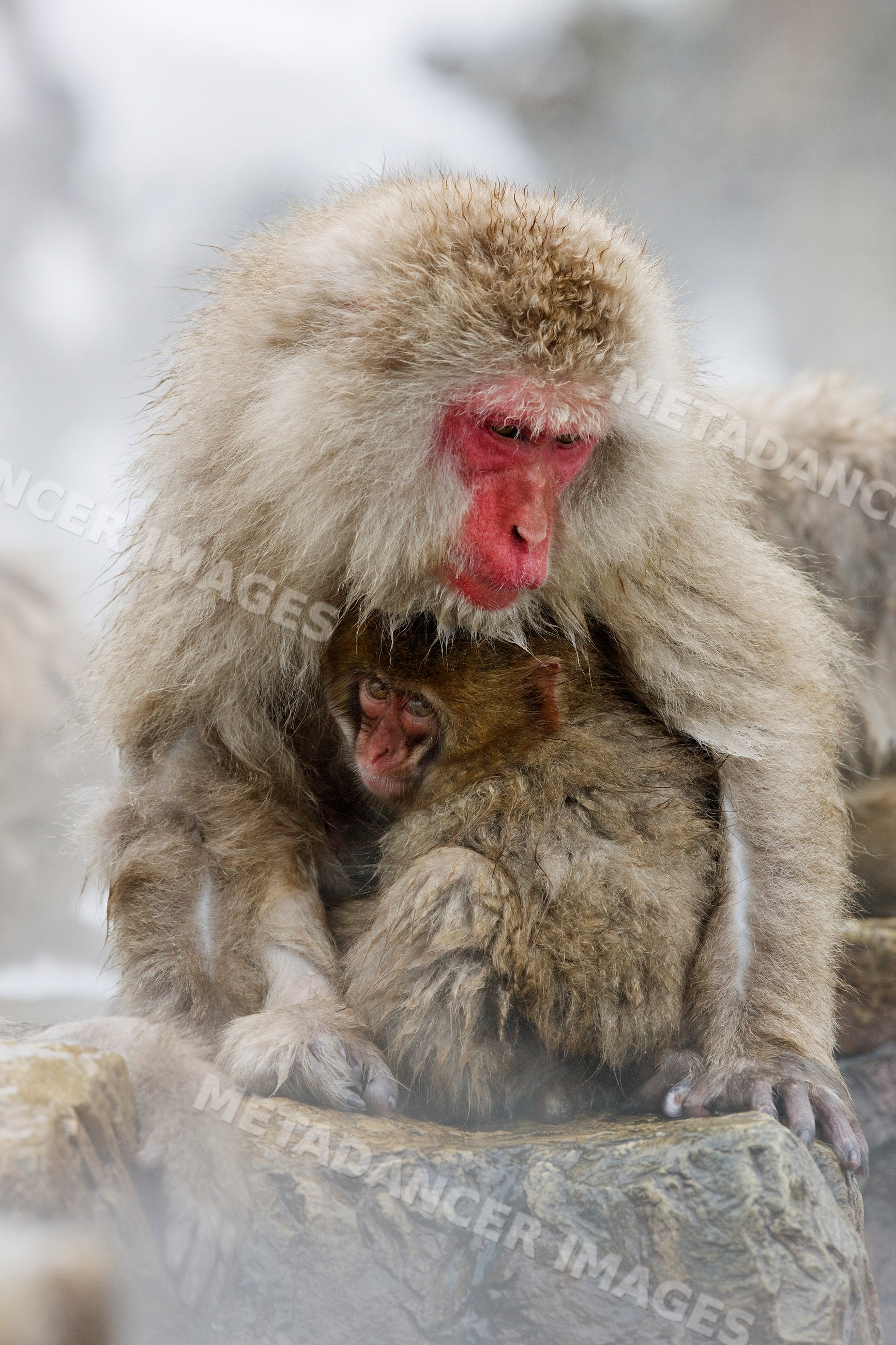 Mother Japanese macaque cuddling young macaque, japan