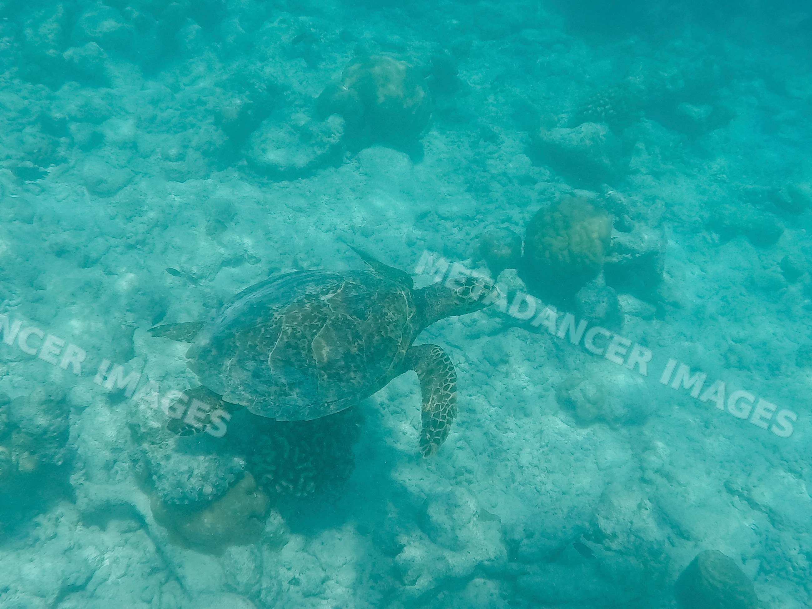 A sea turtle swims over a coral reef