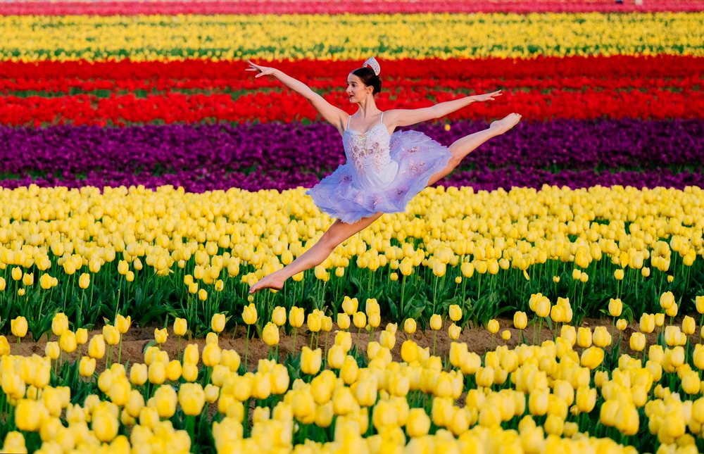 Ballet white dancer leaping over vibrant tulip field