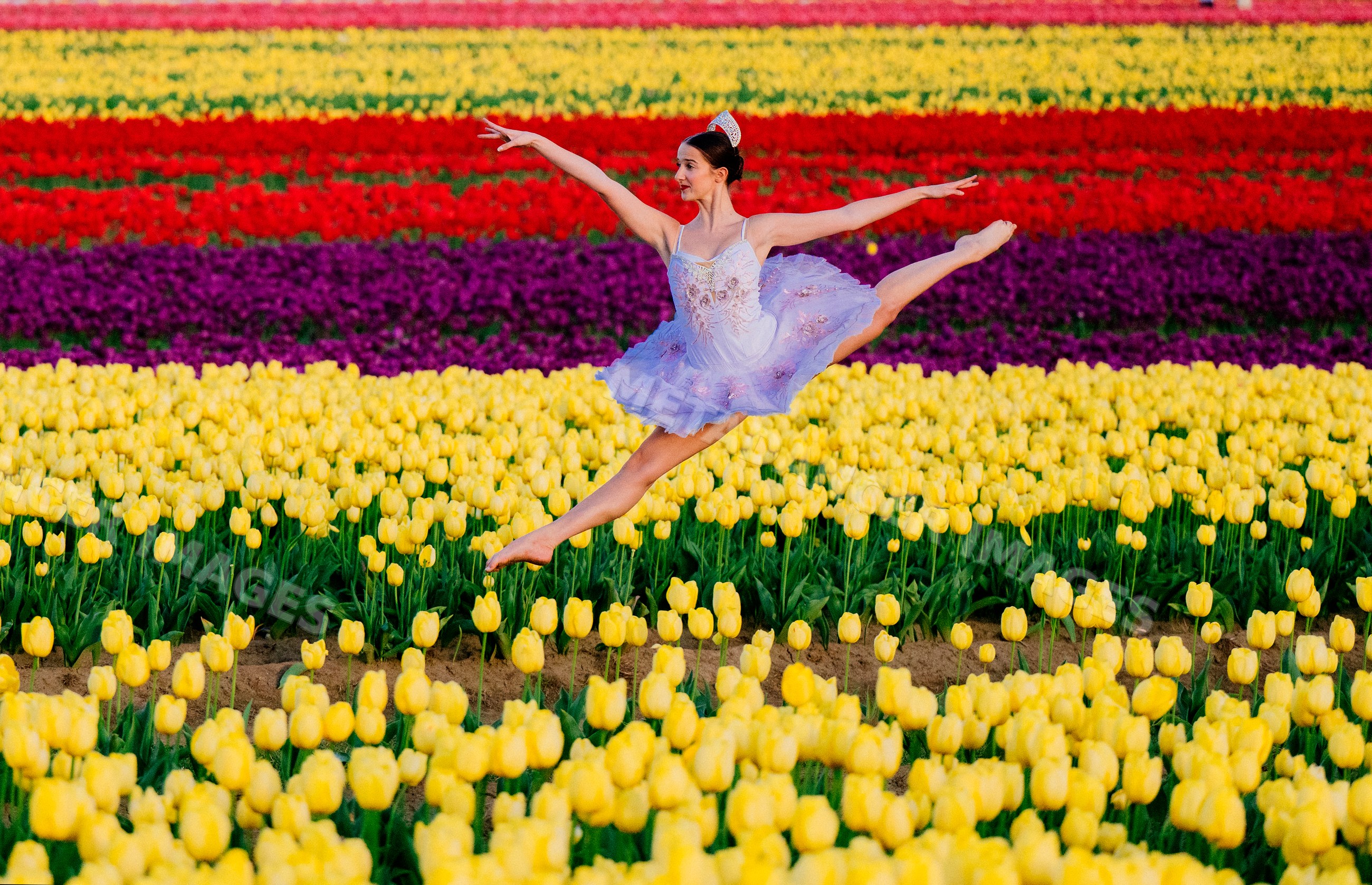 Ballet white dancer leaping over vibrant tulip field