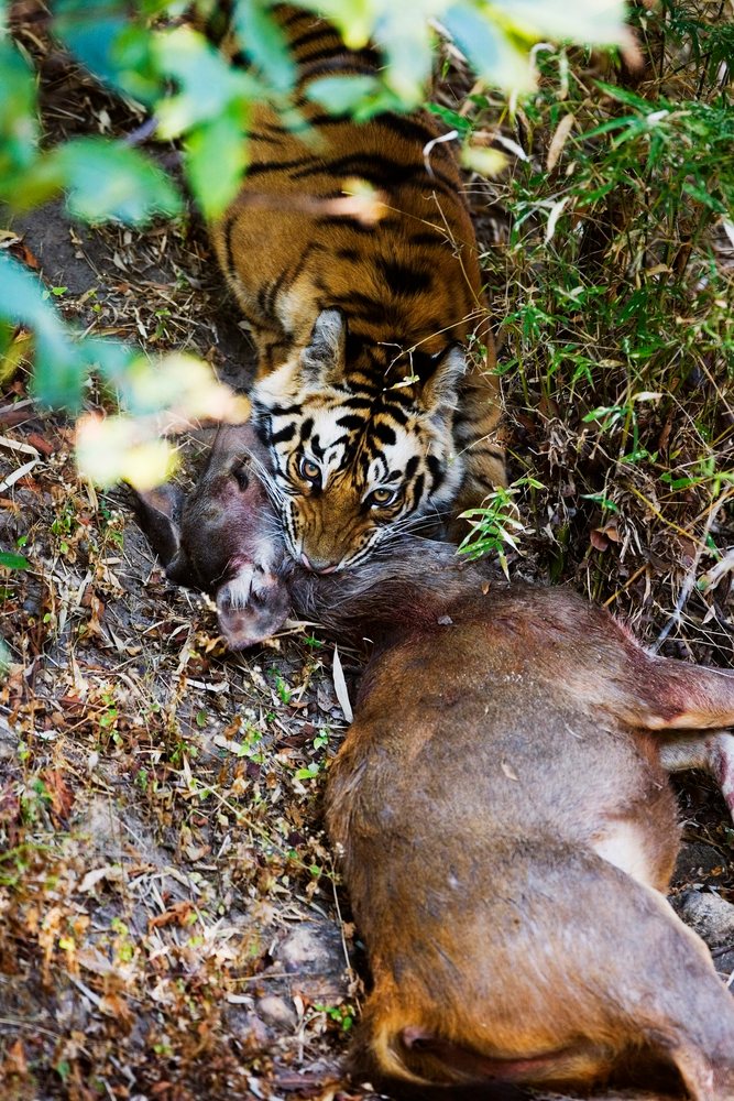 Tiger killing sambar deer, india