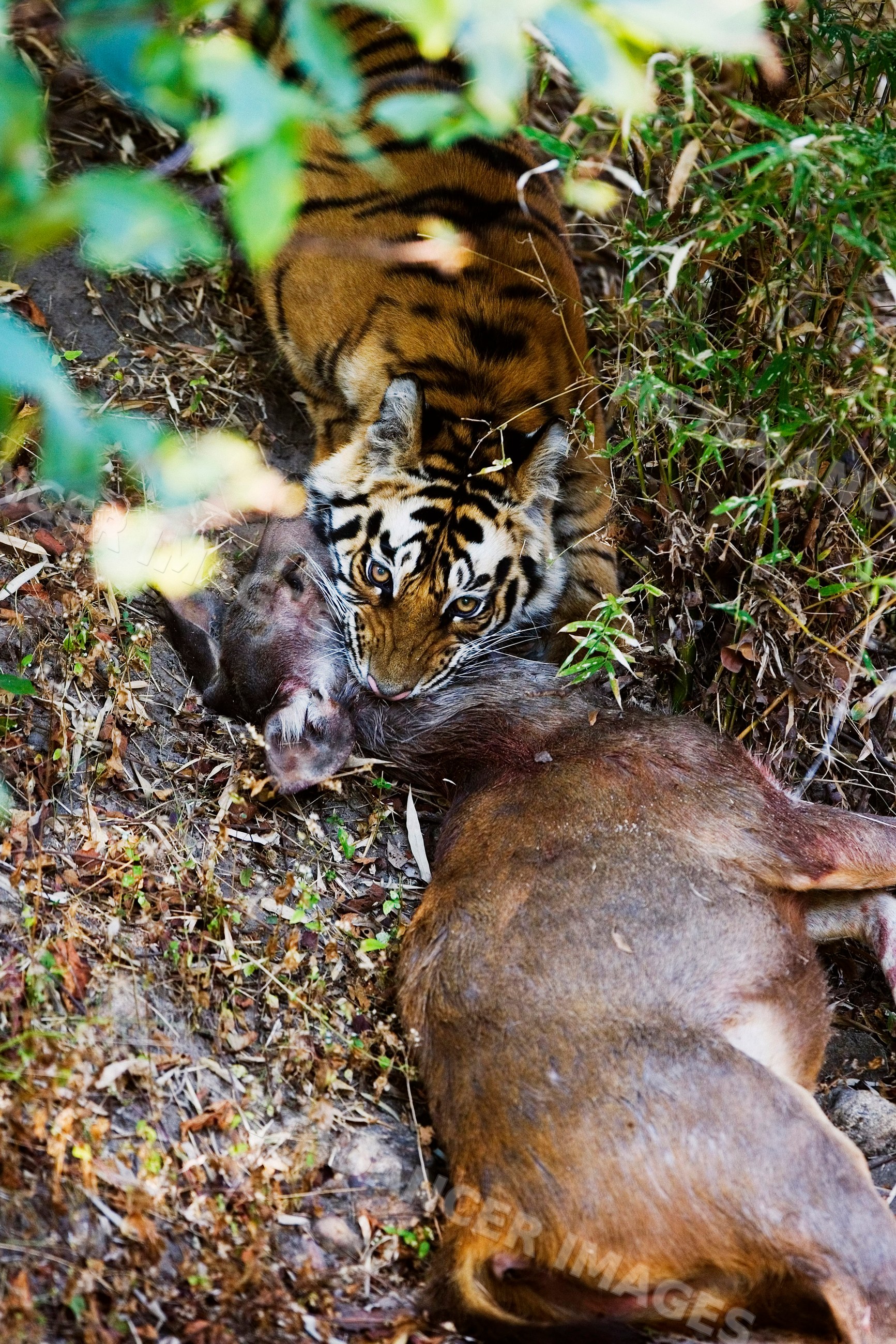 Tiger killing sambar deer, india