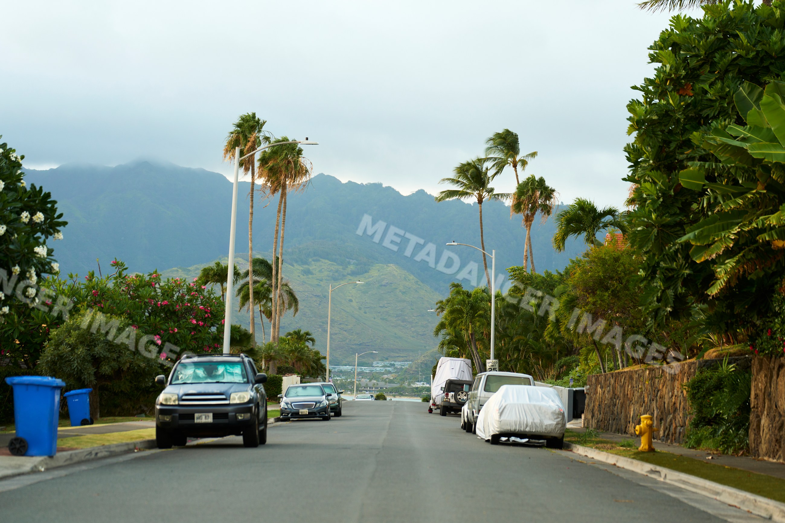 Residential street with palm trees and parked cars on Oahu, Hawaii