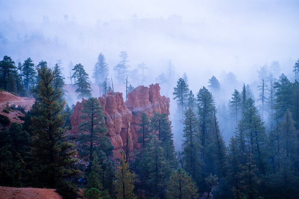 Foggy landscape with rock formations and pine trees