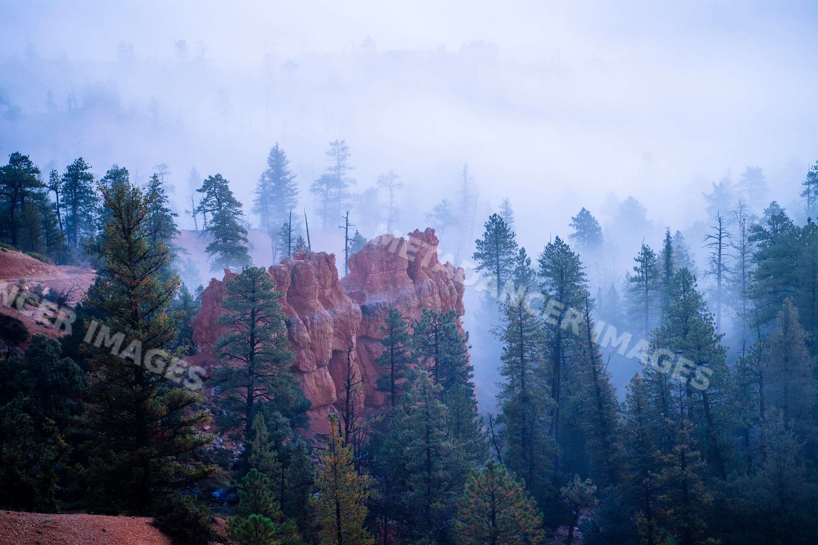 Foggy landscape with rock formations and pine trees