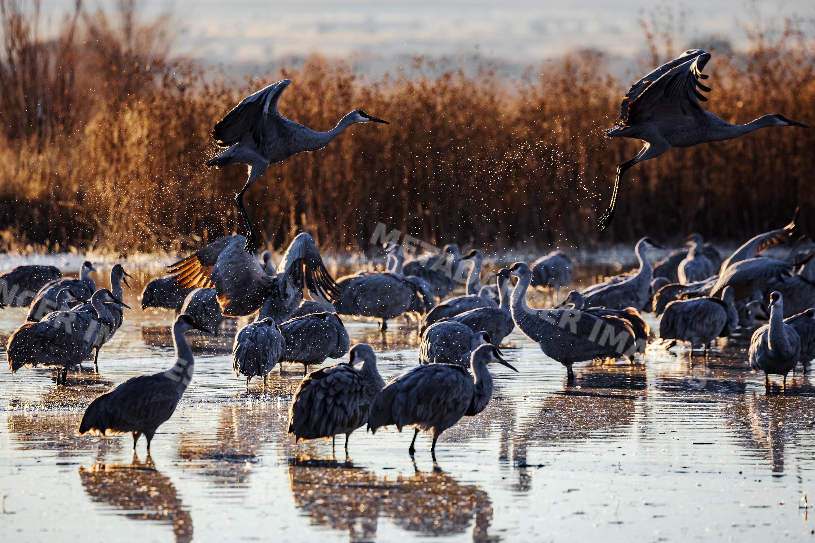 Sandhill cranes taking off from a roosting pond in New Mexico wetland