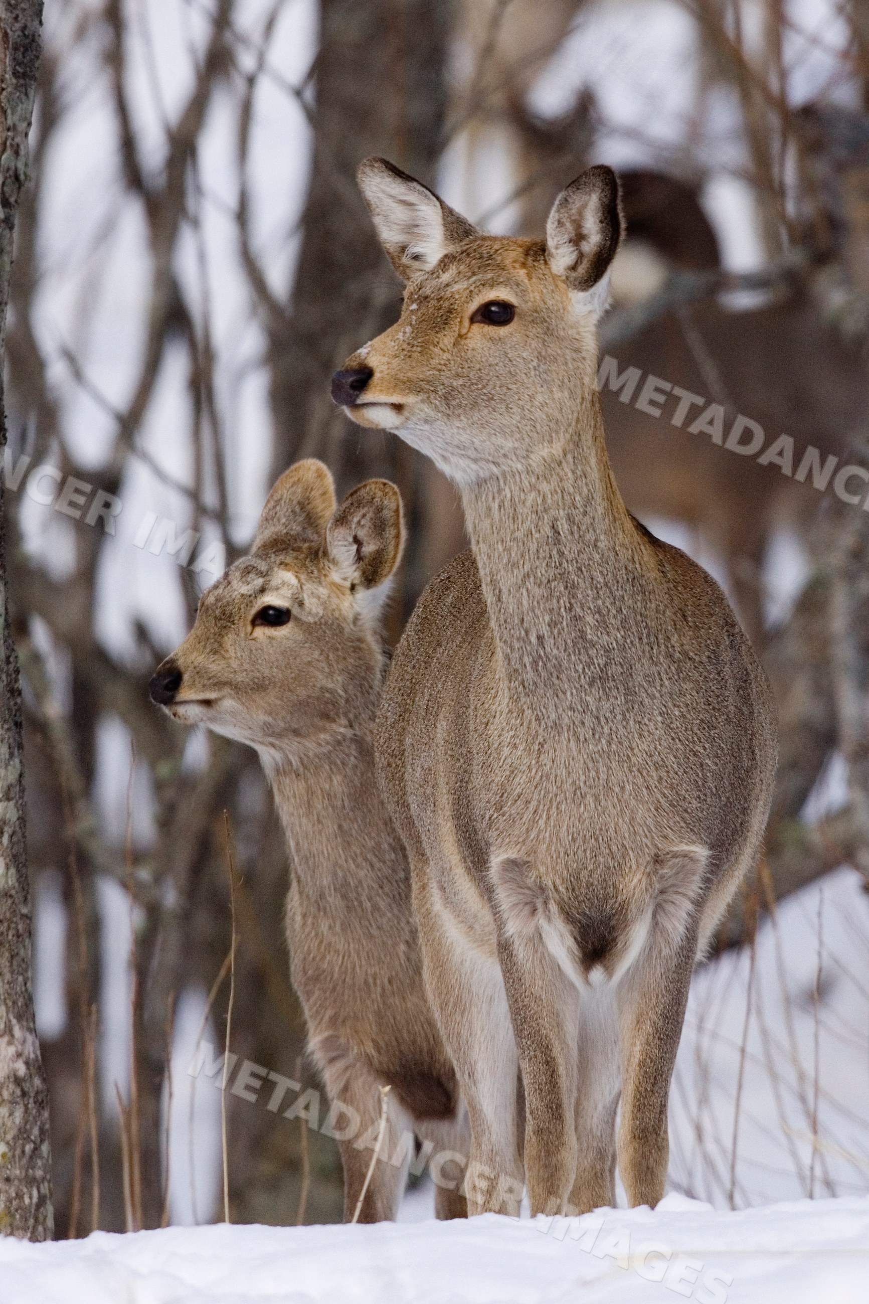 Sika deer doe and young deer in snowy forest, japan