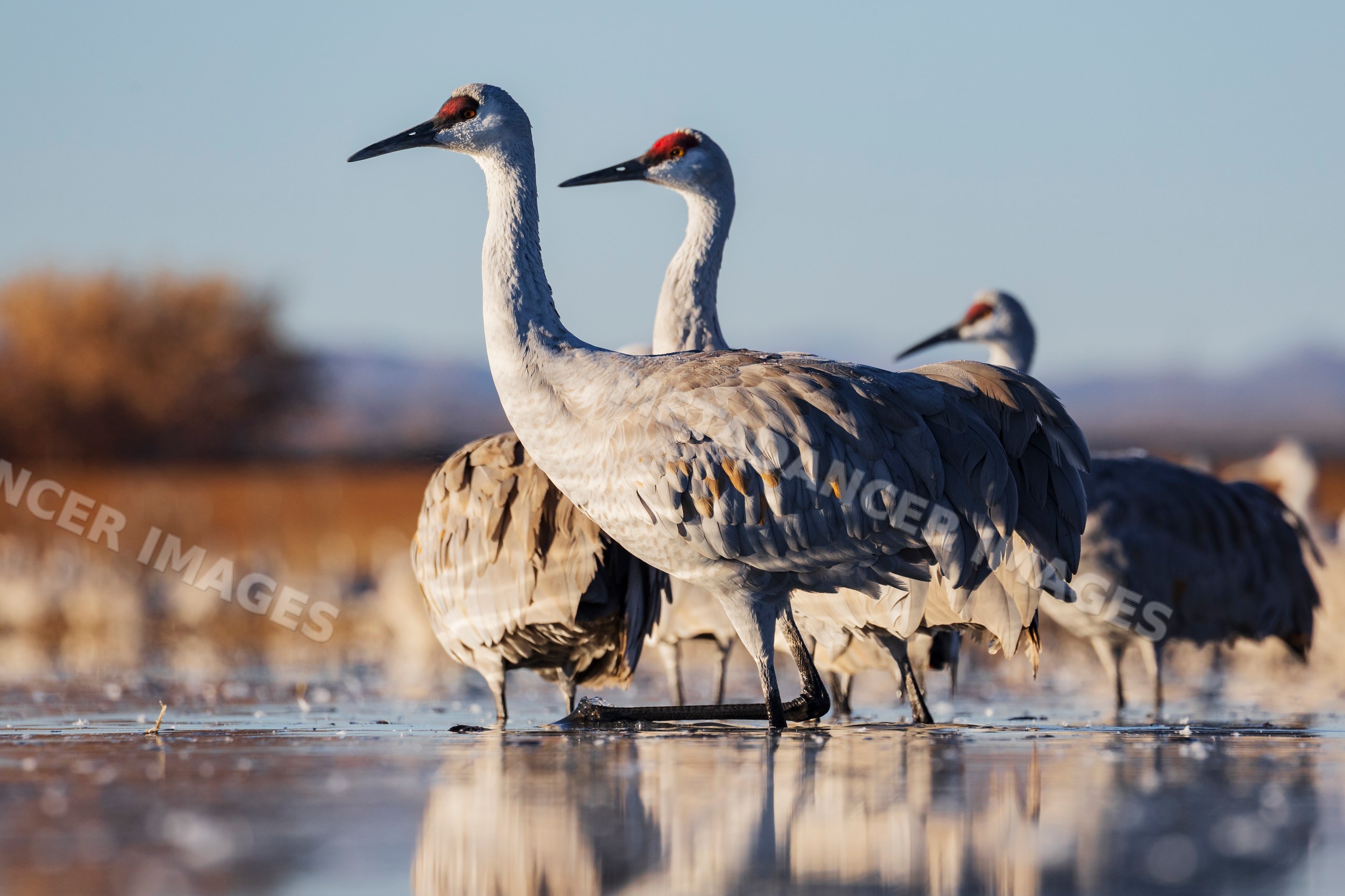 Sandhill Cranes roosting in a Pond at ladd s gordon waterfowl complex