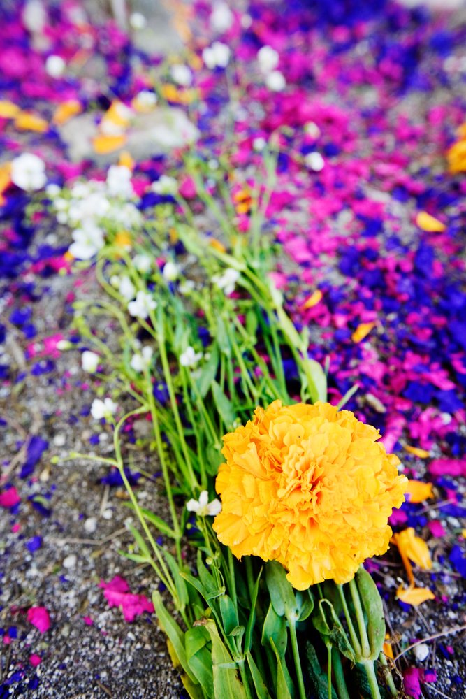 Marigold and flowers with scattered petals on ground, mexico