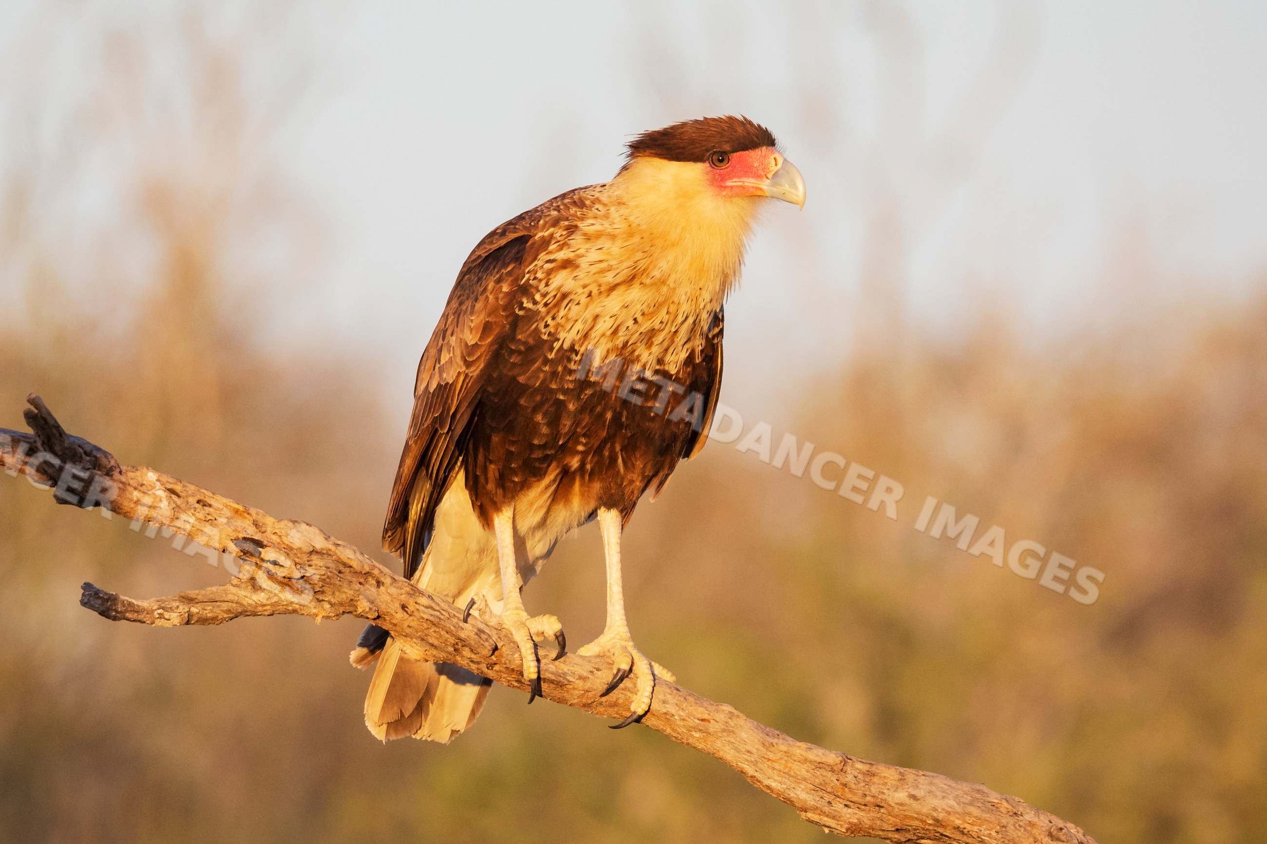Juvenile Crested Caracara perched on branch at Sunrise in texas
