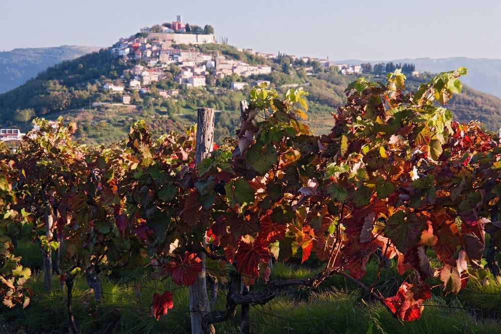 Vineyard with autumn grapevines near hilltop village, istria, croatia