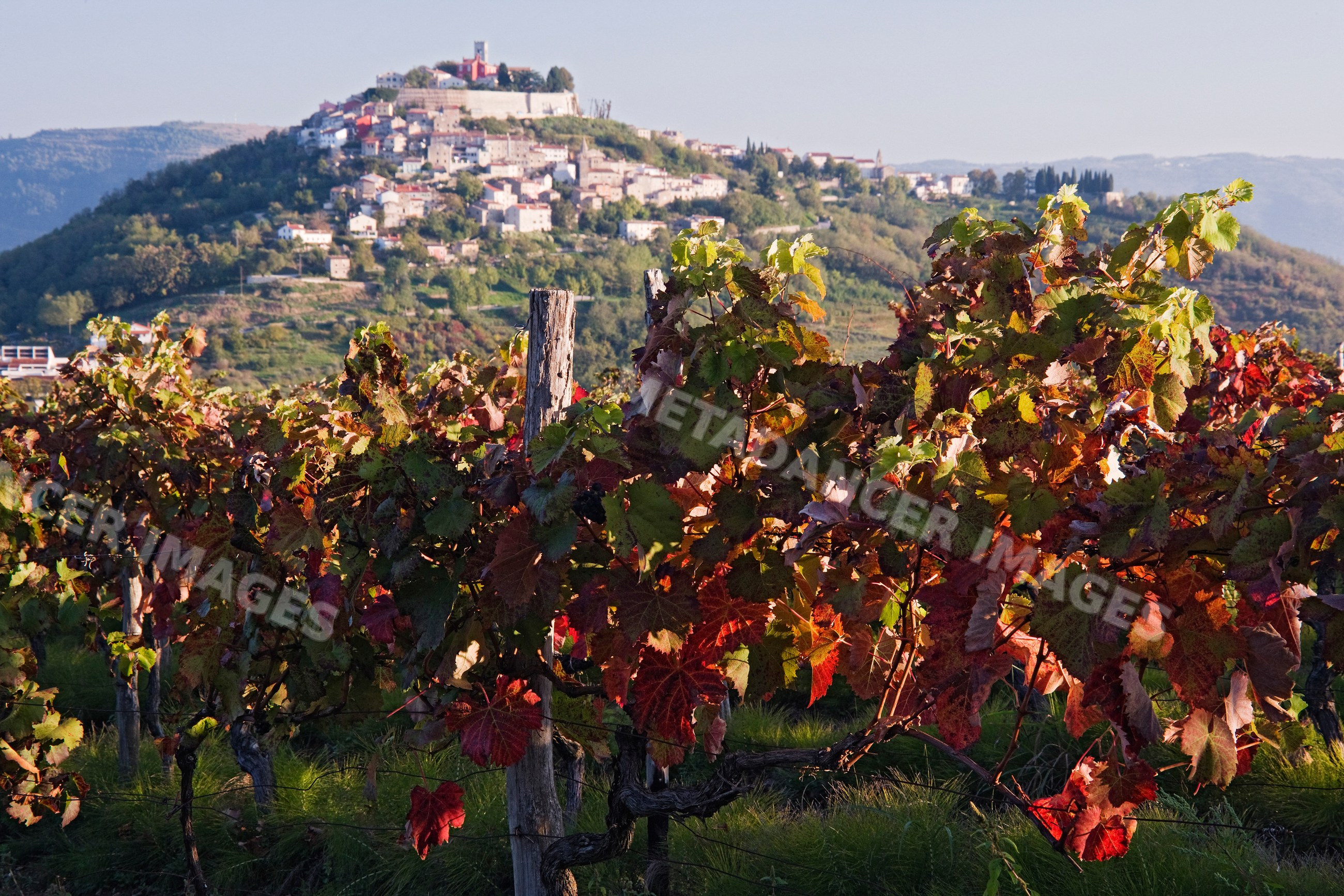 Vineyard with autumn grapevines near hilltop village, istria, croatia