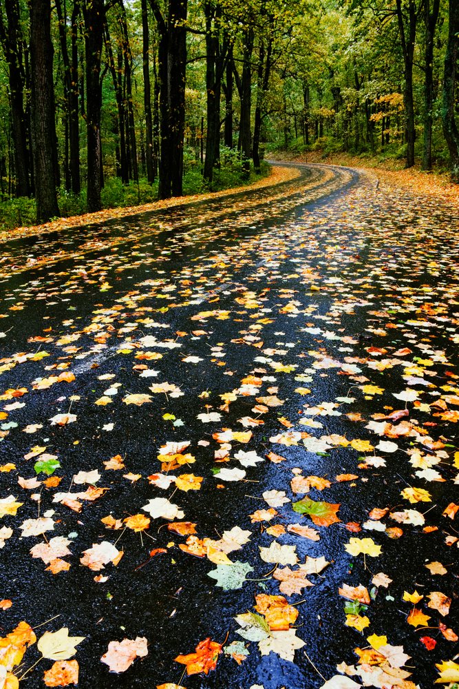 Curved road covered with fall leaves forest