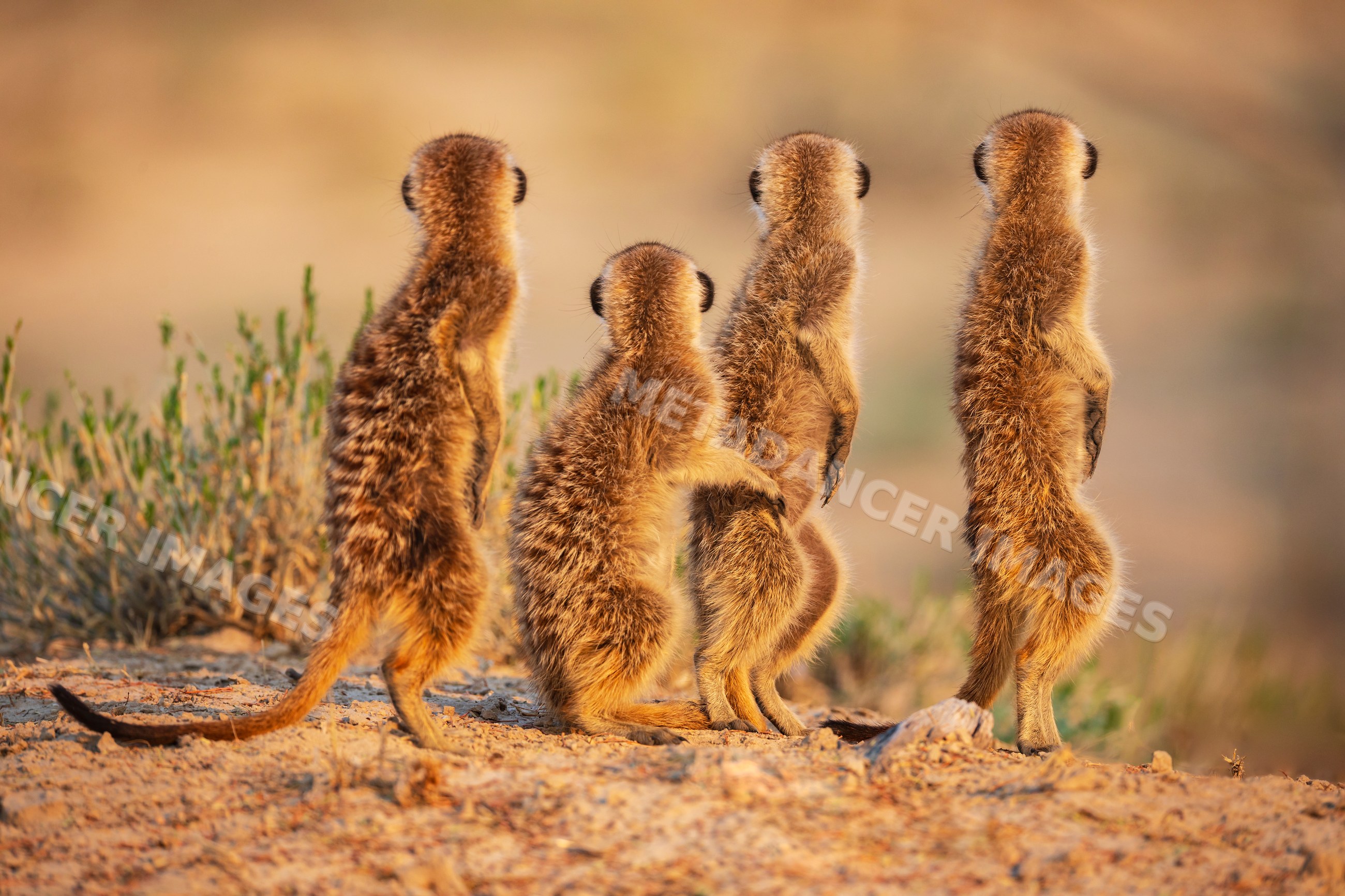 Meerkat group standing alert in Kalahari Desert Sunrise