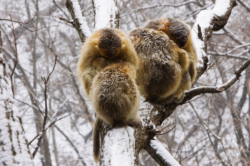 Golden monkeys sitting on snowy tree branches, china