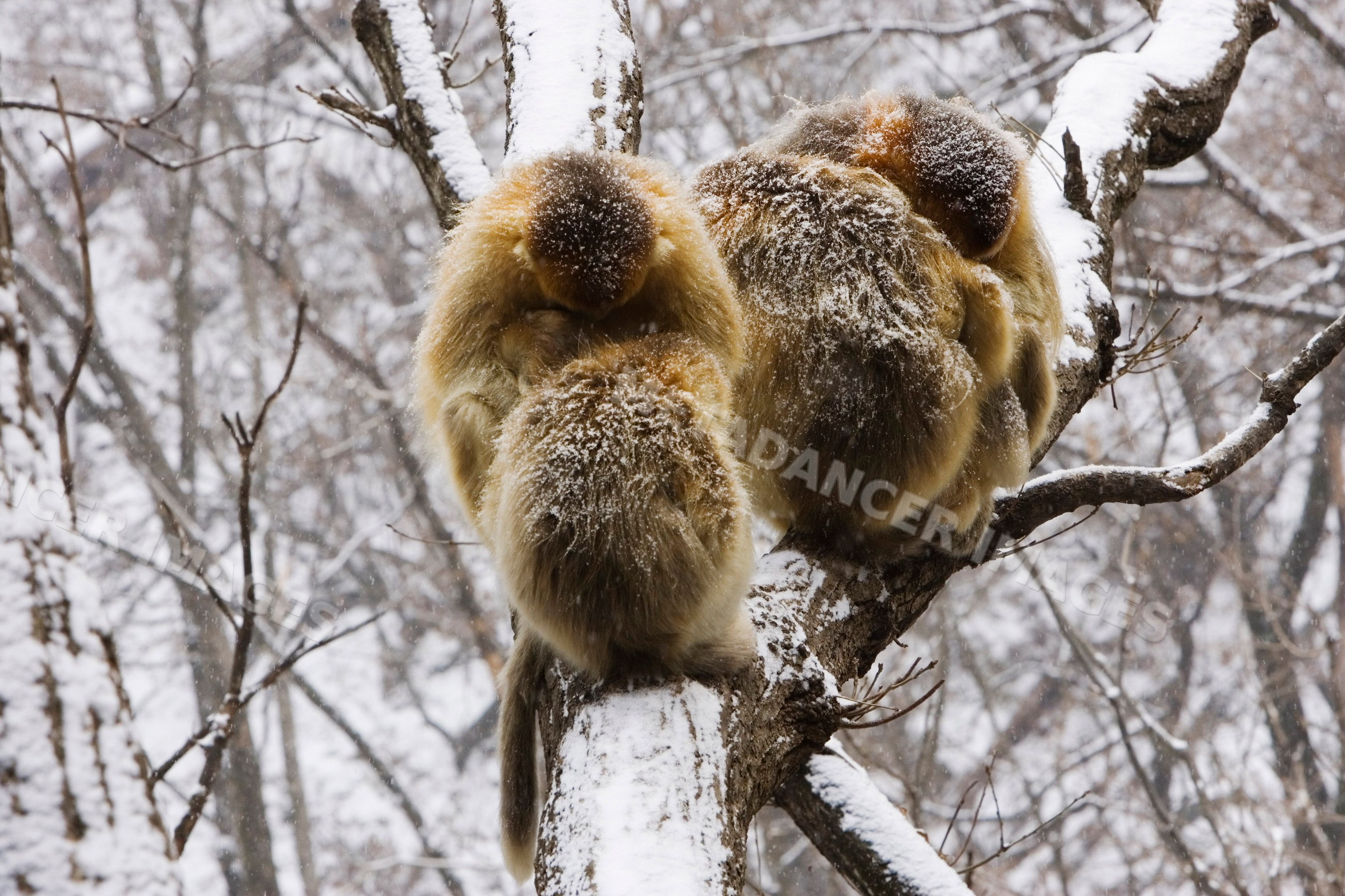 Golden monkeys sitting on snowy tree branches, china