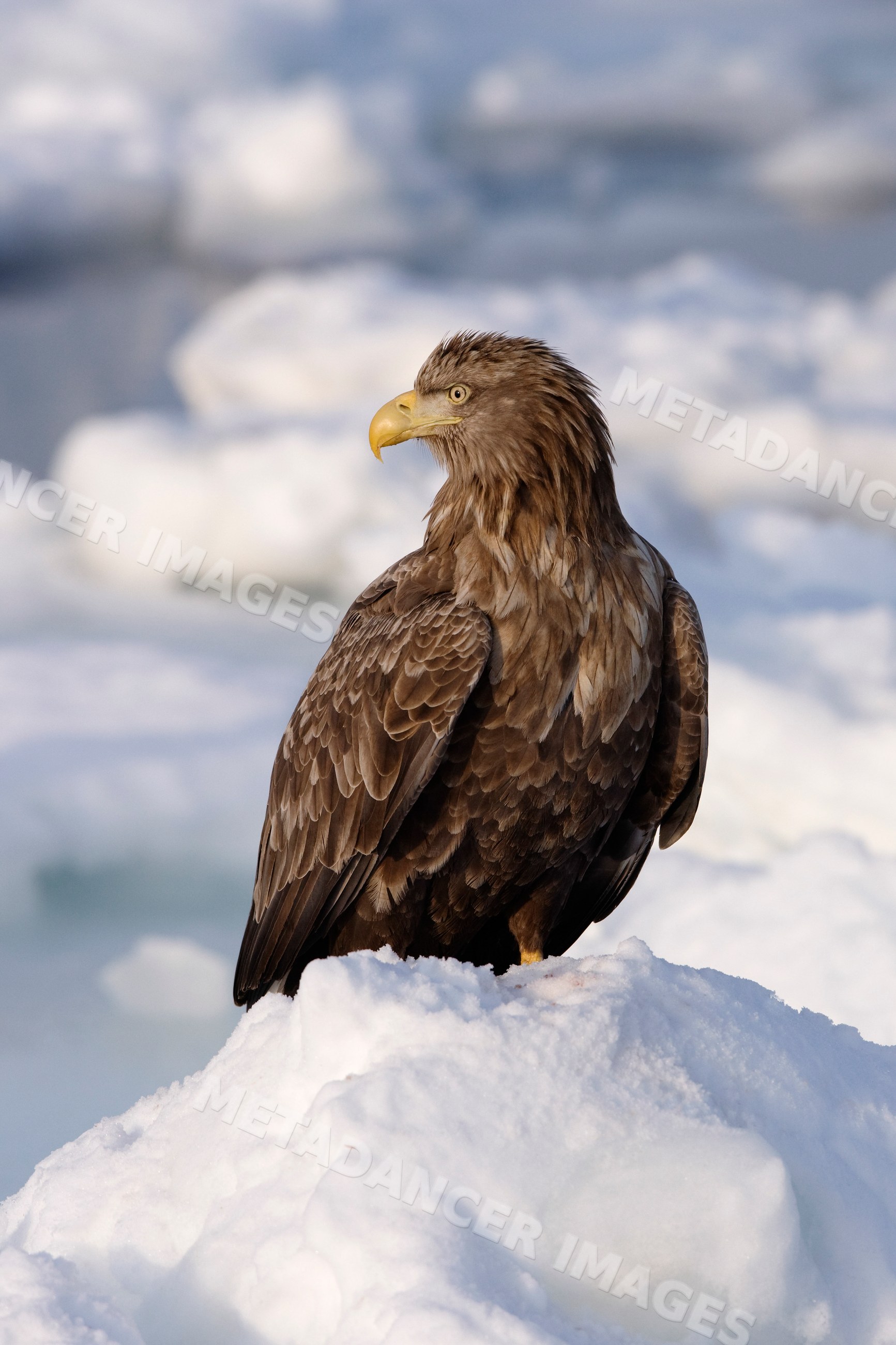 White-tailed eagle perched on snow, hokkaido