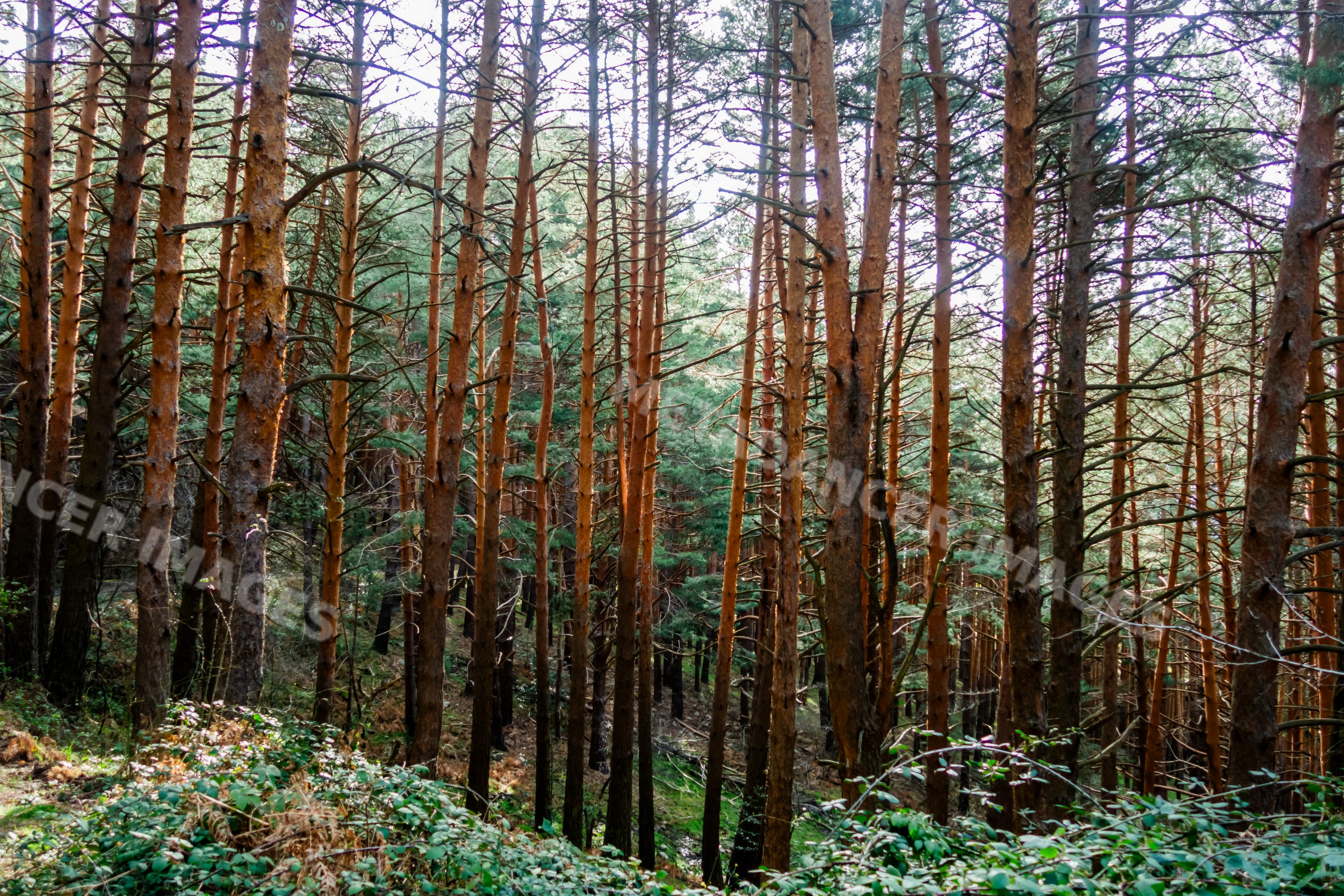 Pine tree forest with dense trunks