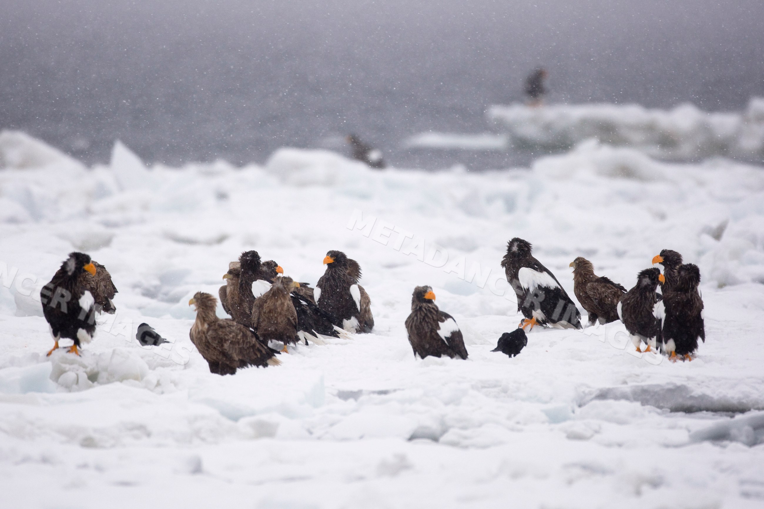 Steller's sea eagles perched on snowy ice floe, japan