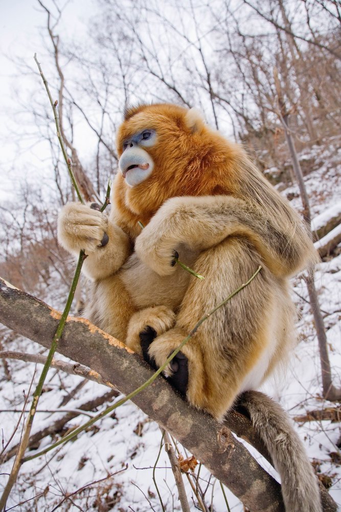 Golden monkey holding branches, shaanxi province china