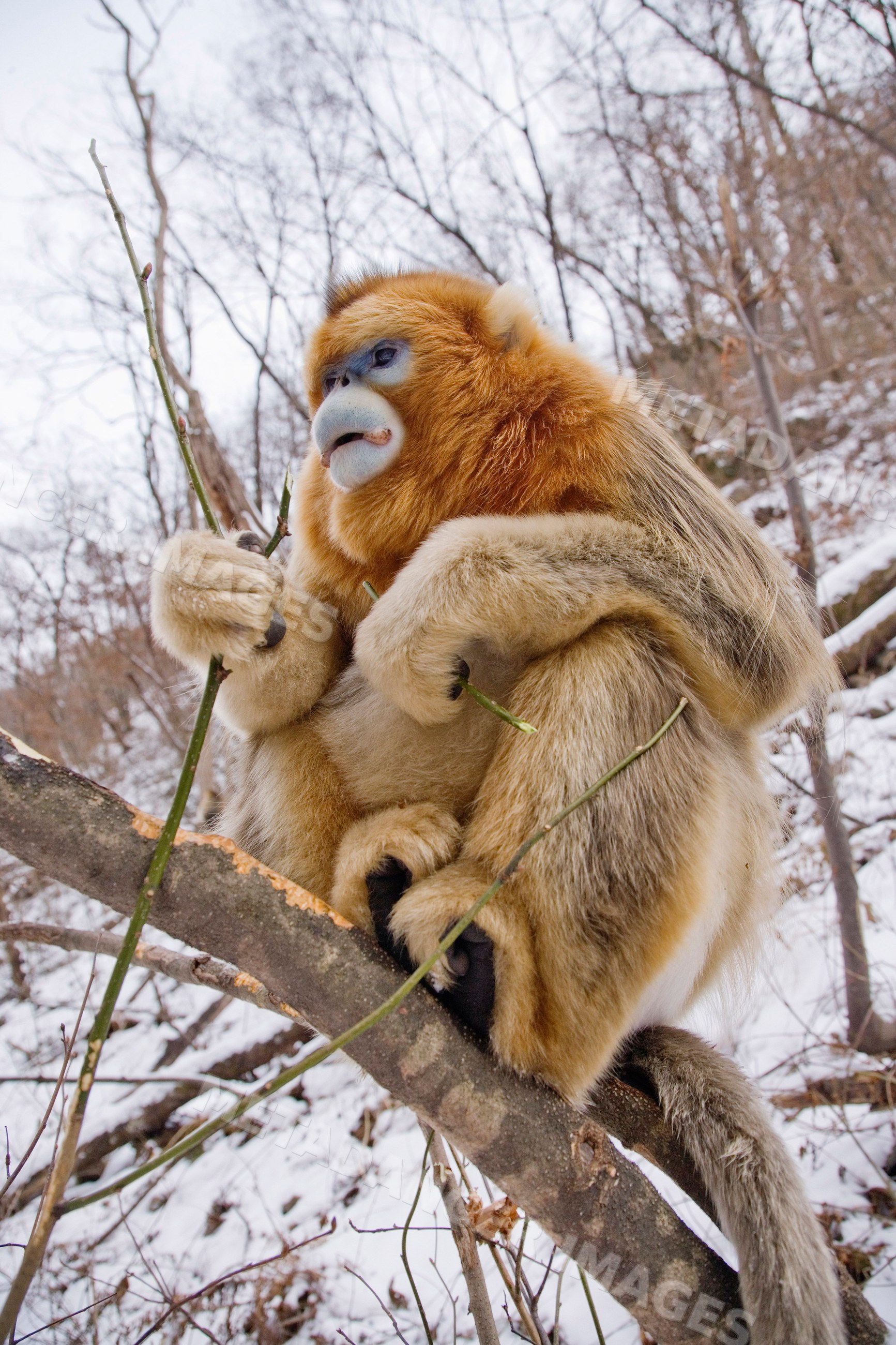 Golden monkey holding branches, shaanxi province china