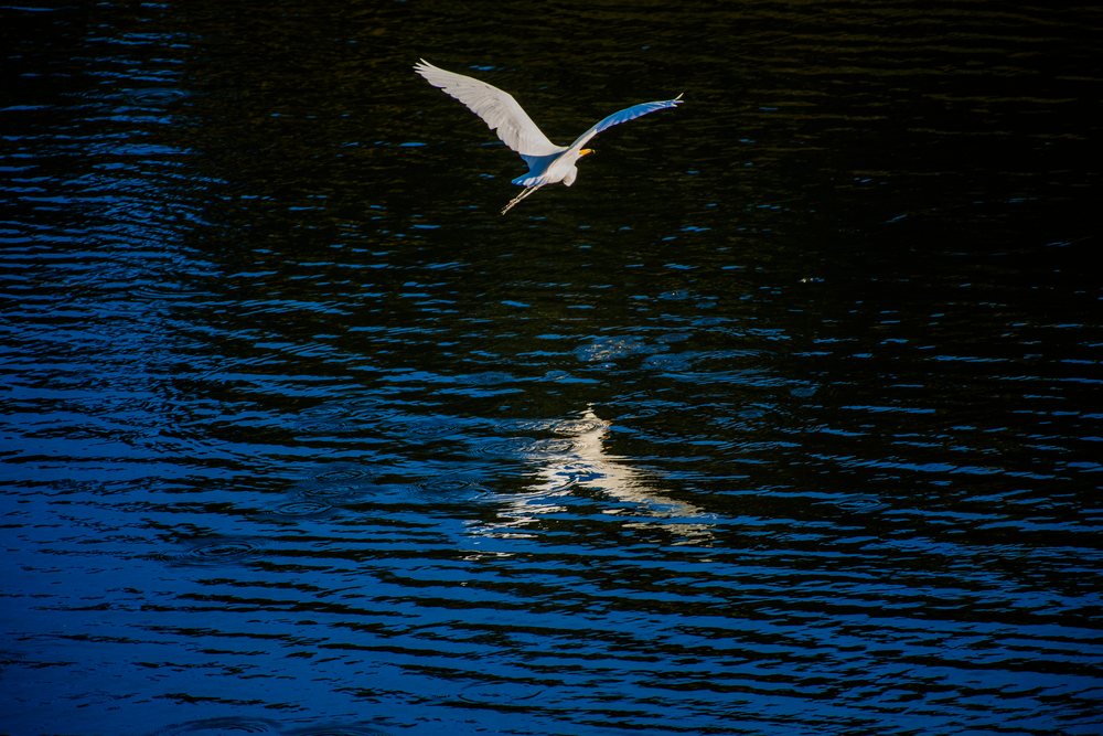 Egret flying above water with reflection or California