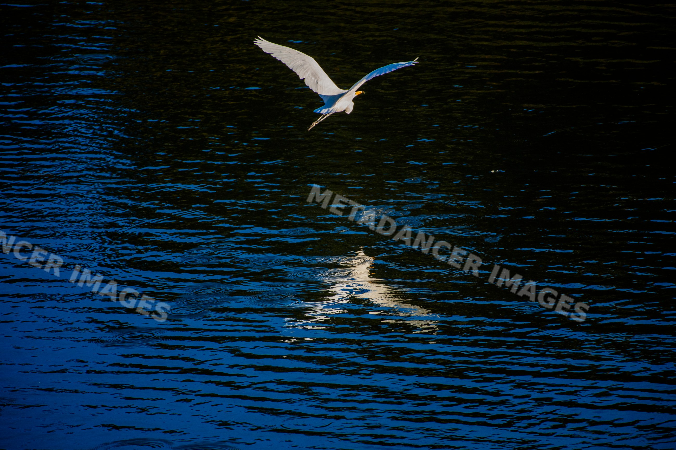 Egret flying above water with reflection or California