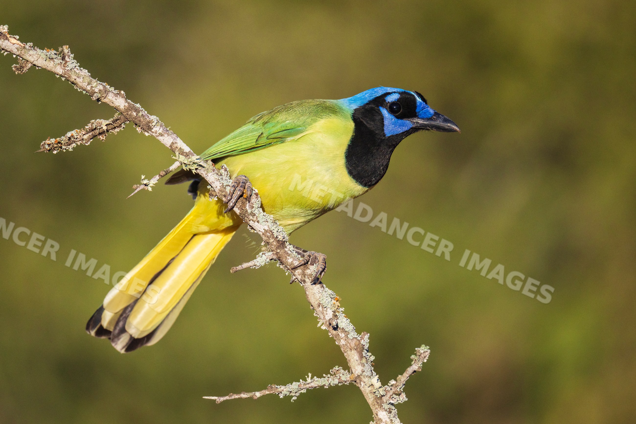 Green jay perched on branch at Sunrise in santa clara ranch, Texas