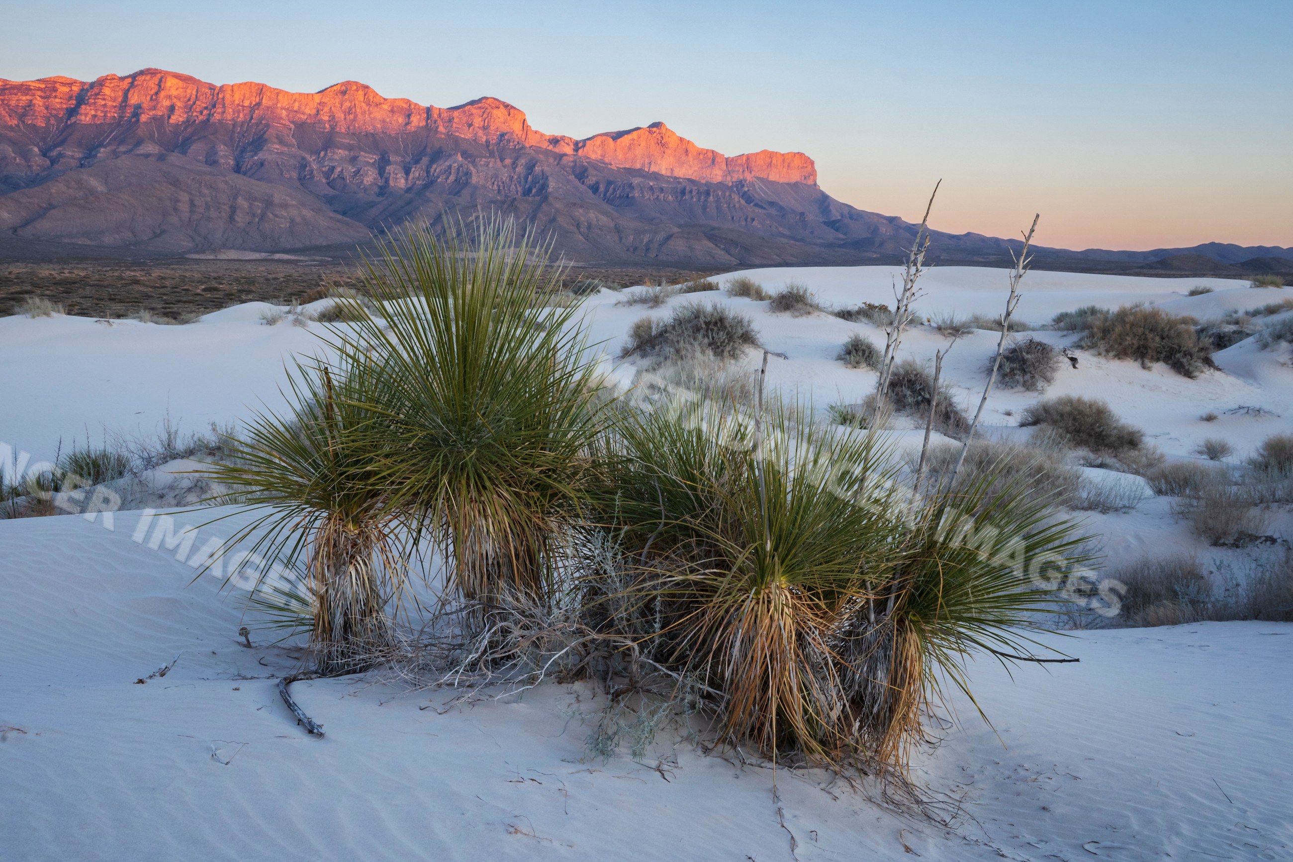 Soap Tree Yucca plants on sand dunes at sunset in a park