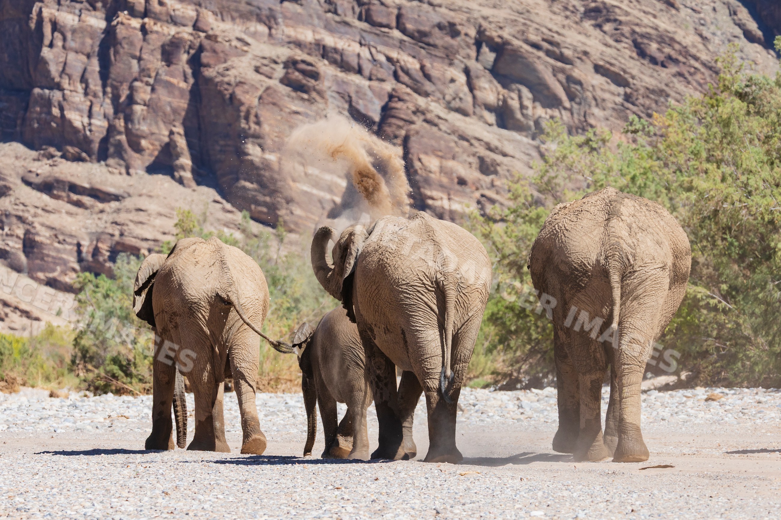Herd of Elephants dust bathing in hoanib river valley Namibia