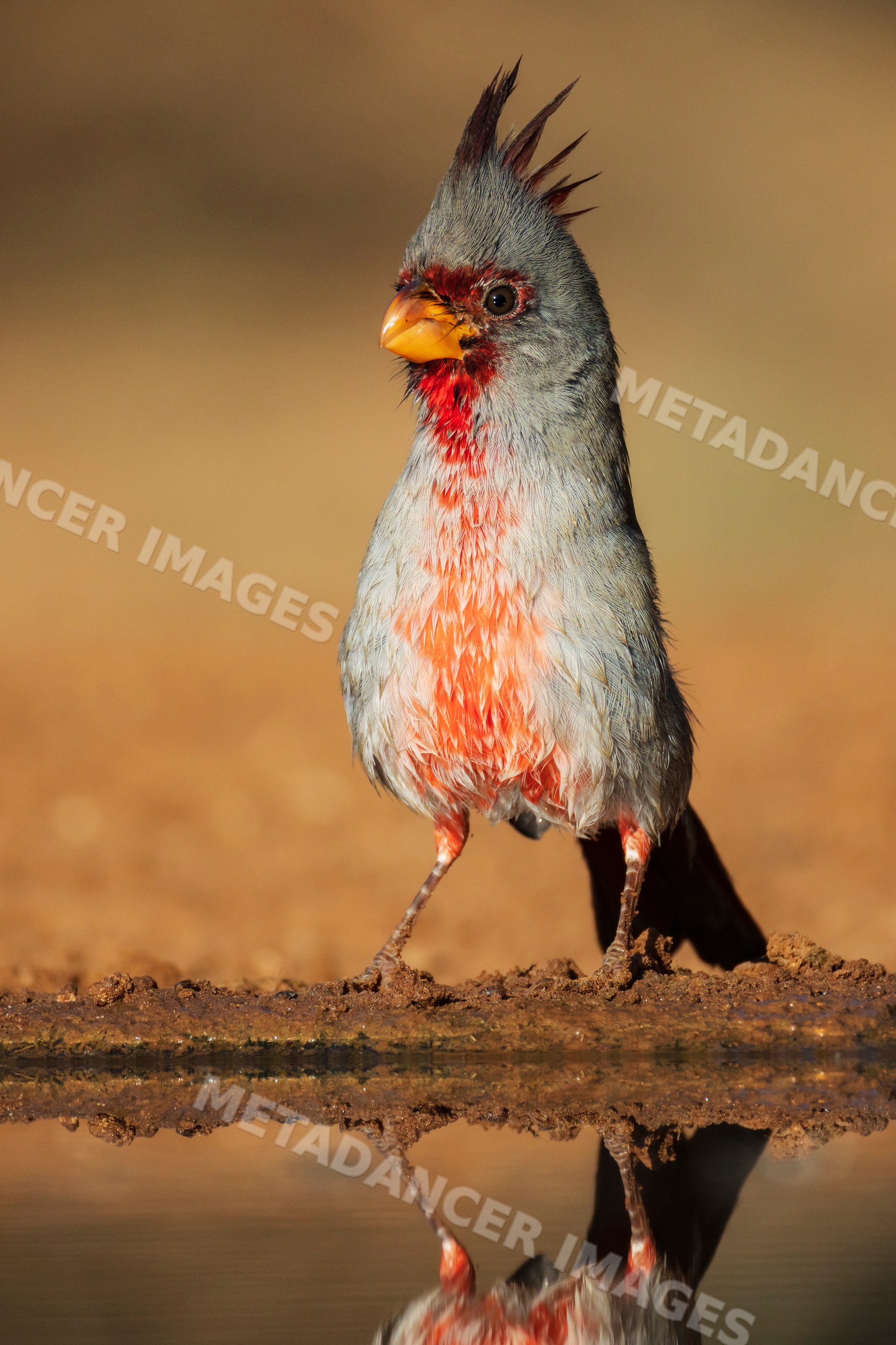 Male Pyrrhuloxia bird with colorful plumage reflecting beside water