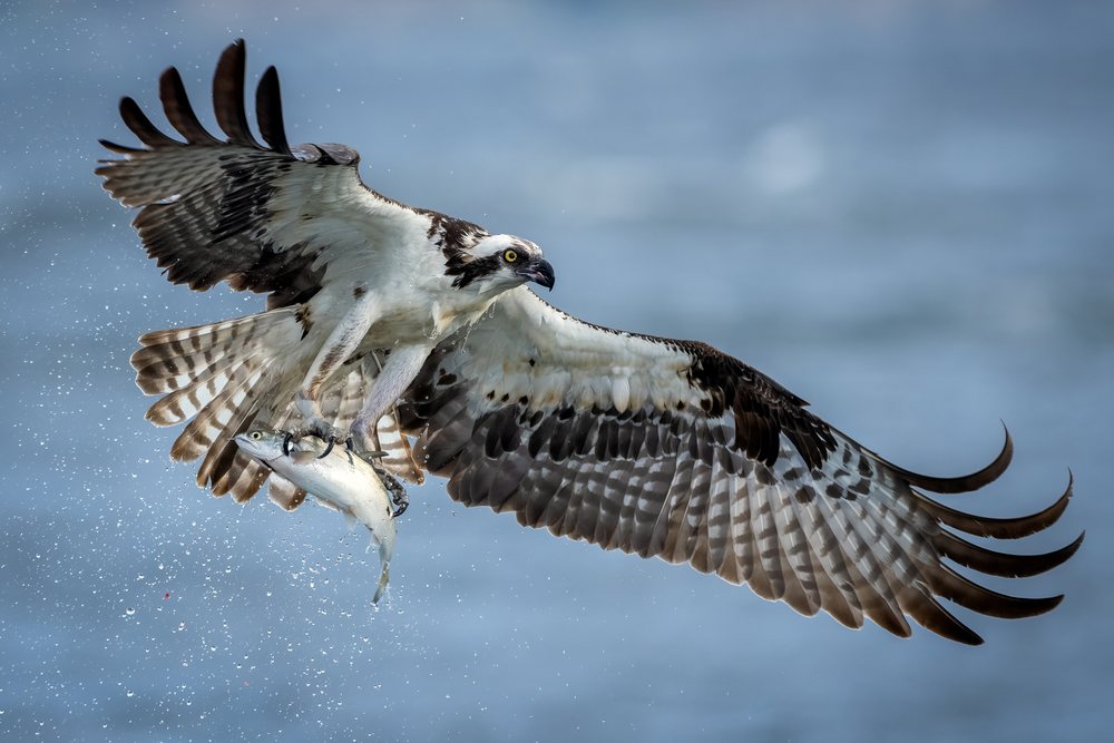 Osprey catching fish in flight over water