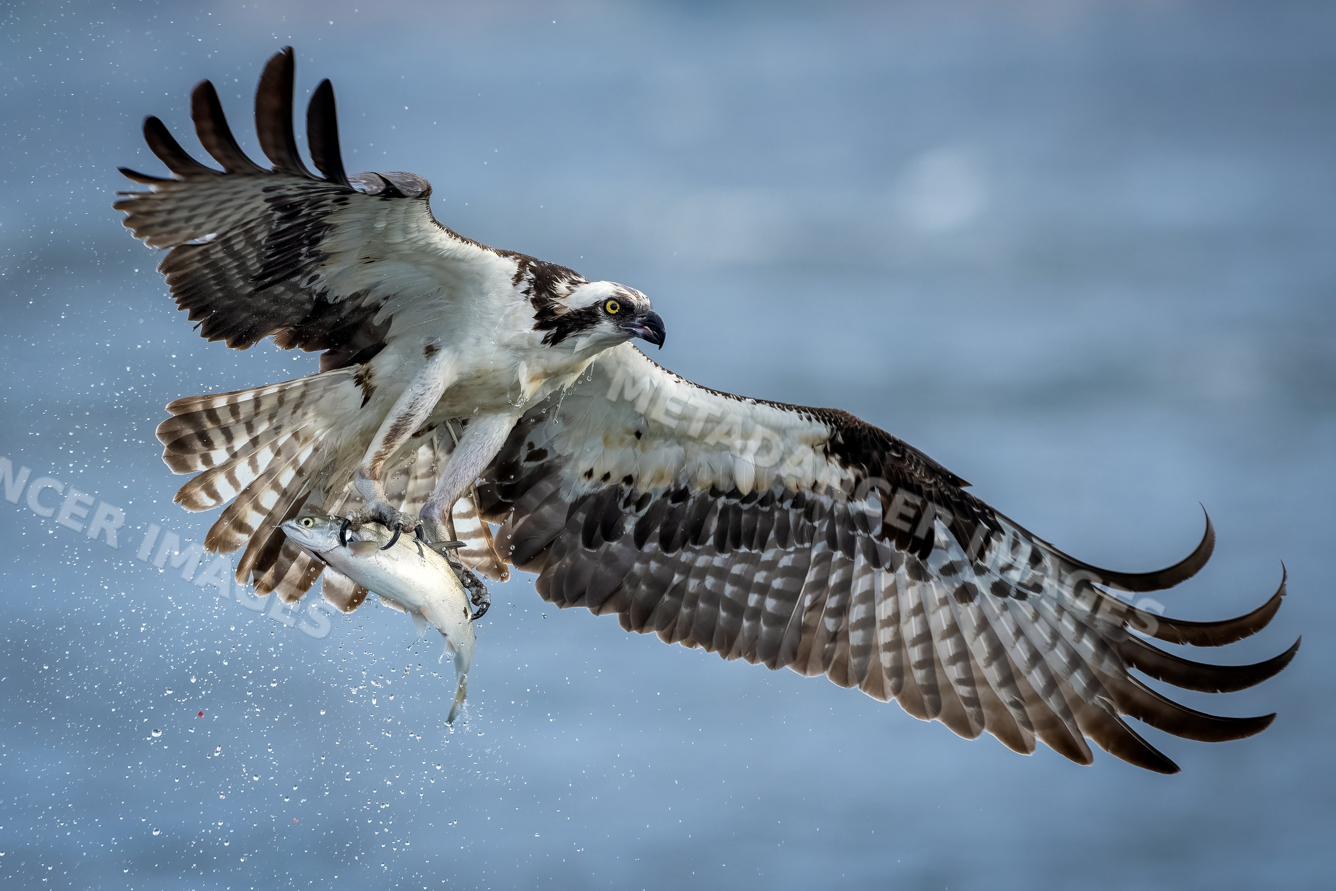 Osprey catching fish in flight over water