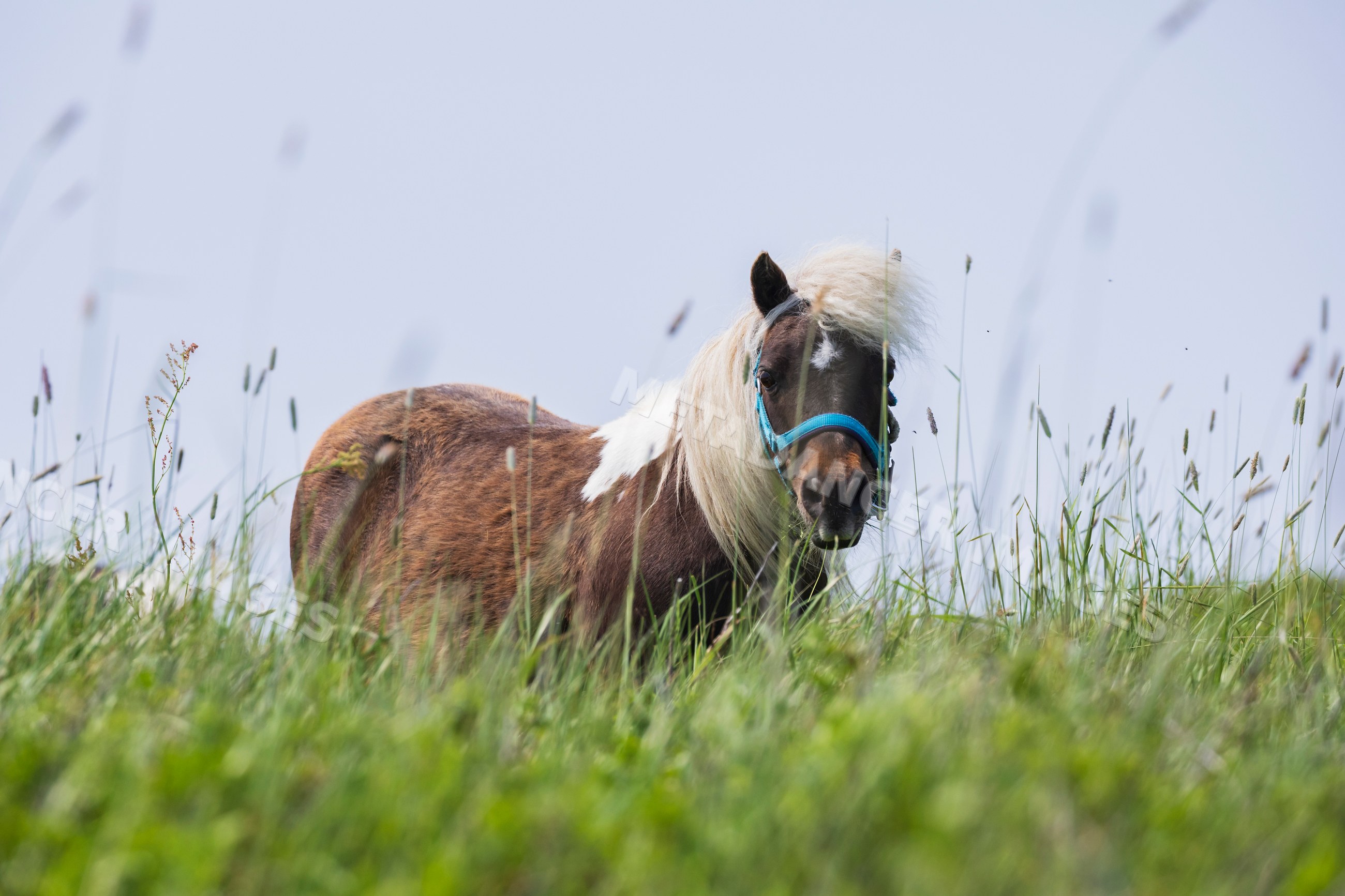 Miniature Newfoundland pony grazing in grassy meadow in bonavista