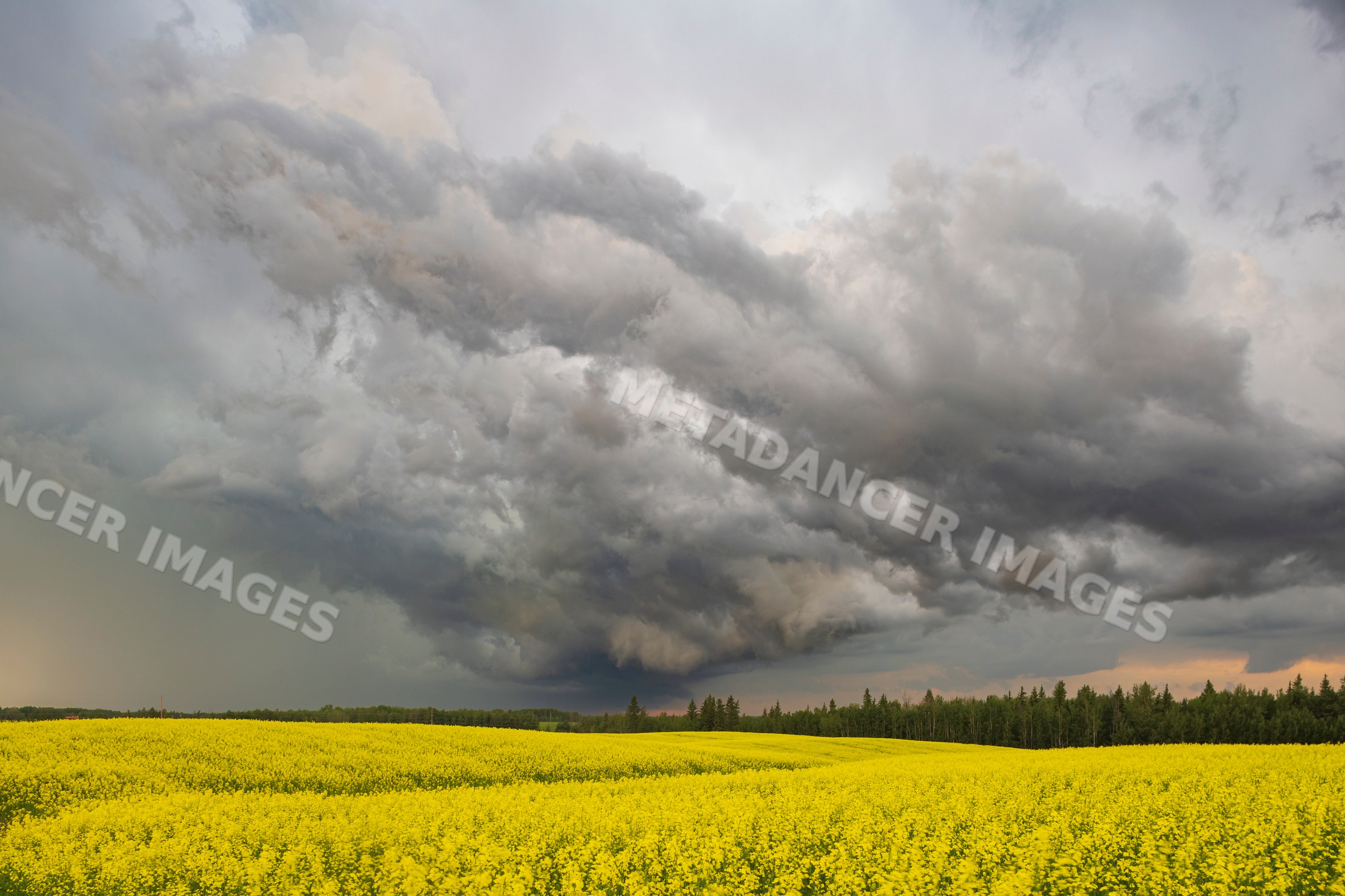 Severe Storm clouds over Canola Field in warburg alberta Canada