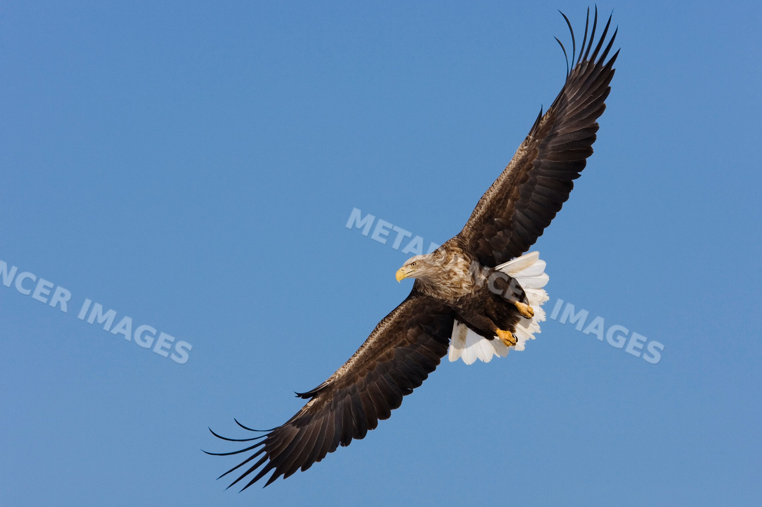 White tailed eagle soaring in flight against blue sky