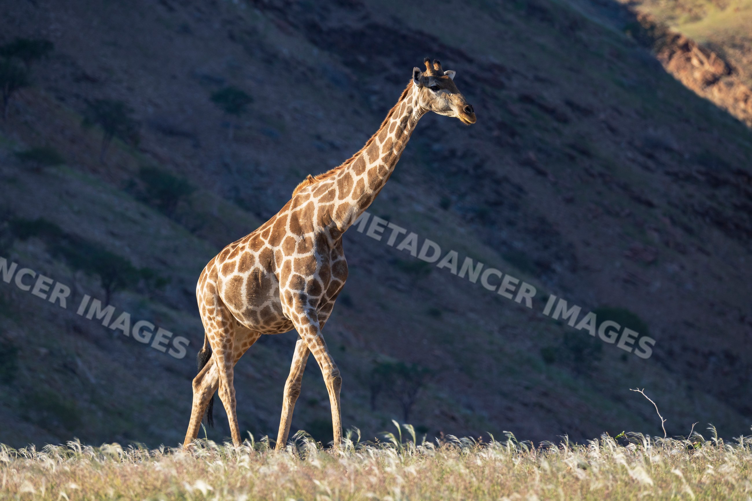 Giraffe walking through grassland on Giribes Plain Namibia