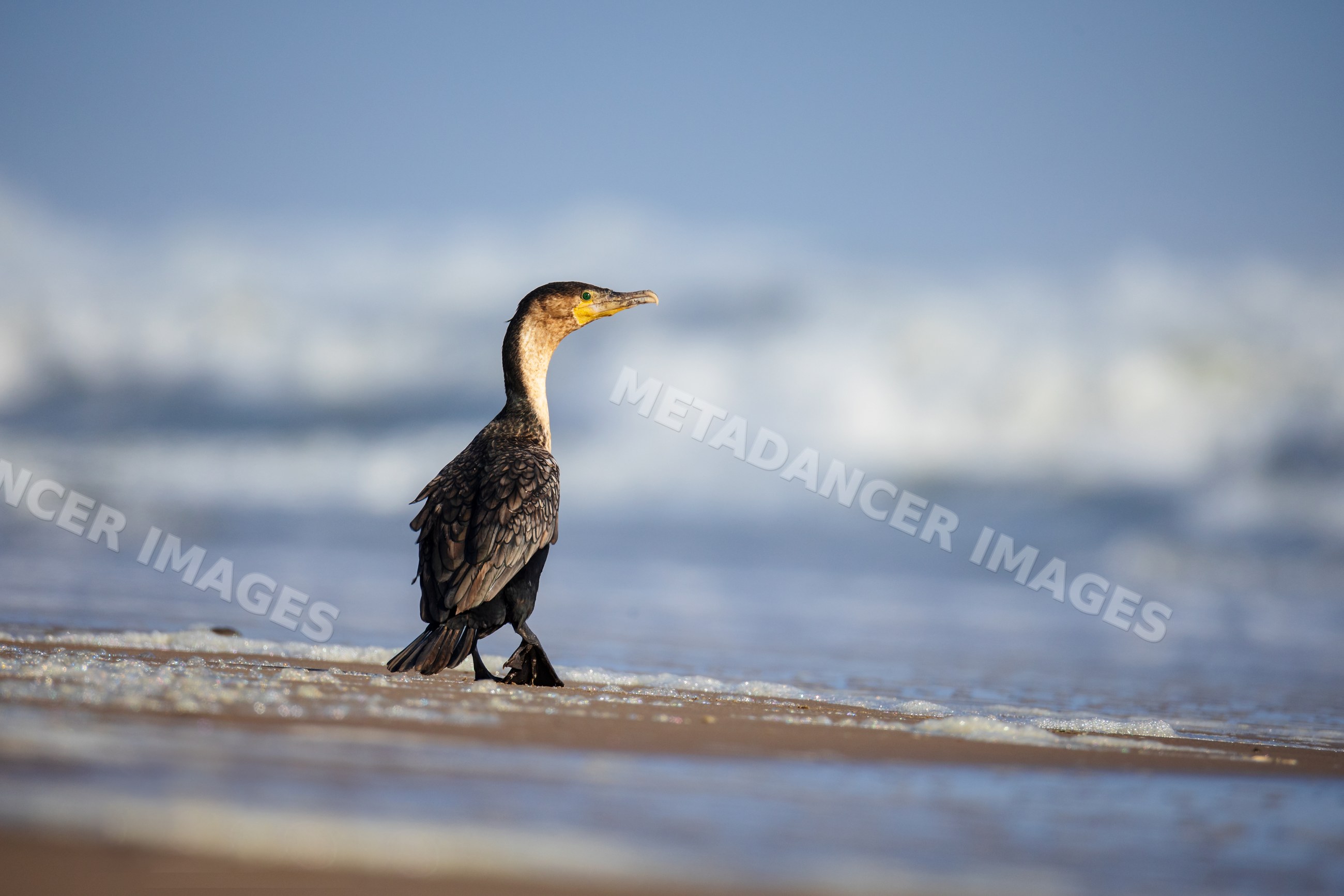 White-Breasted Cormorant on shore