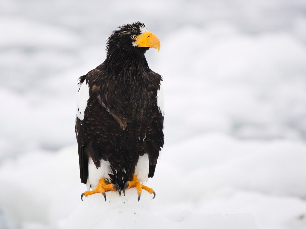 Steller's sea eagle perched on ice floe, Japan