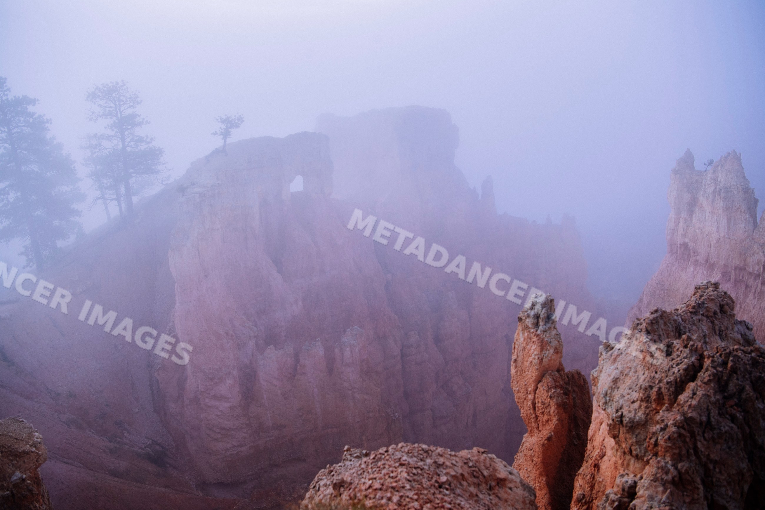 Foggy rock formations and pine trees