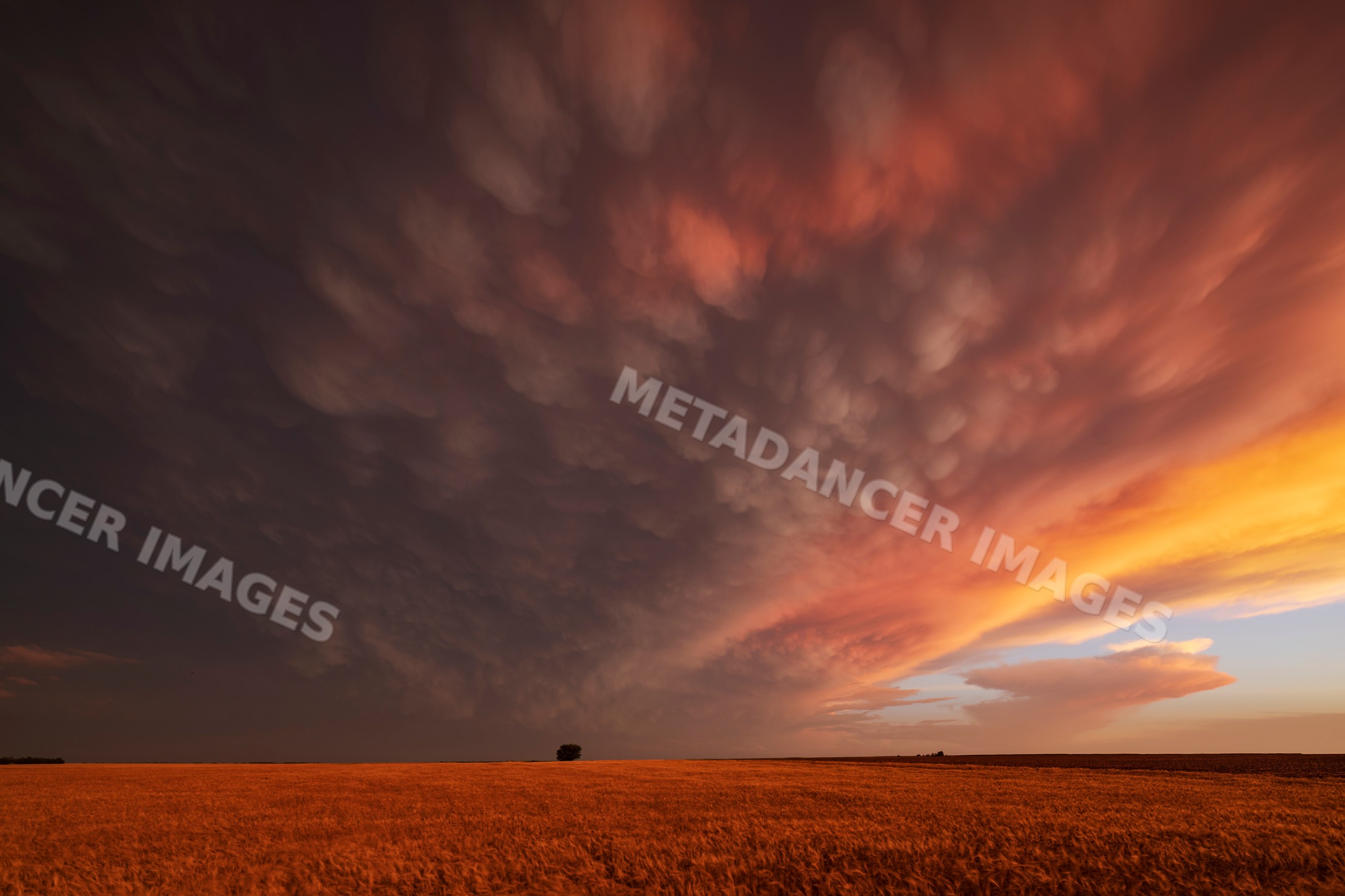 Mammatus clouds over wheat field at Sunset in windom kansas