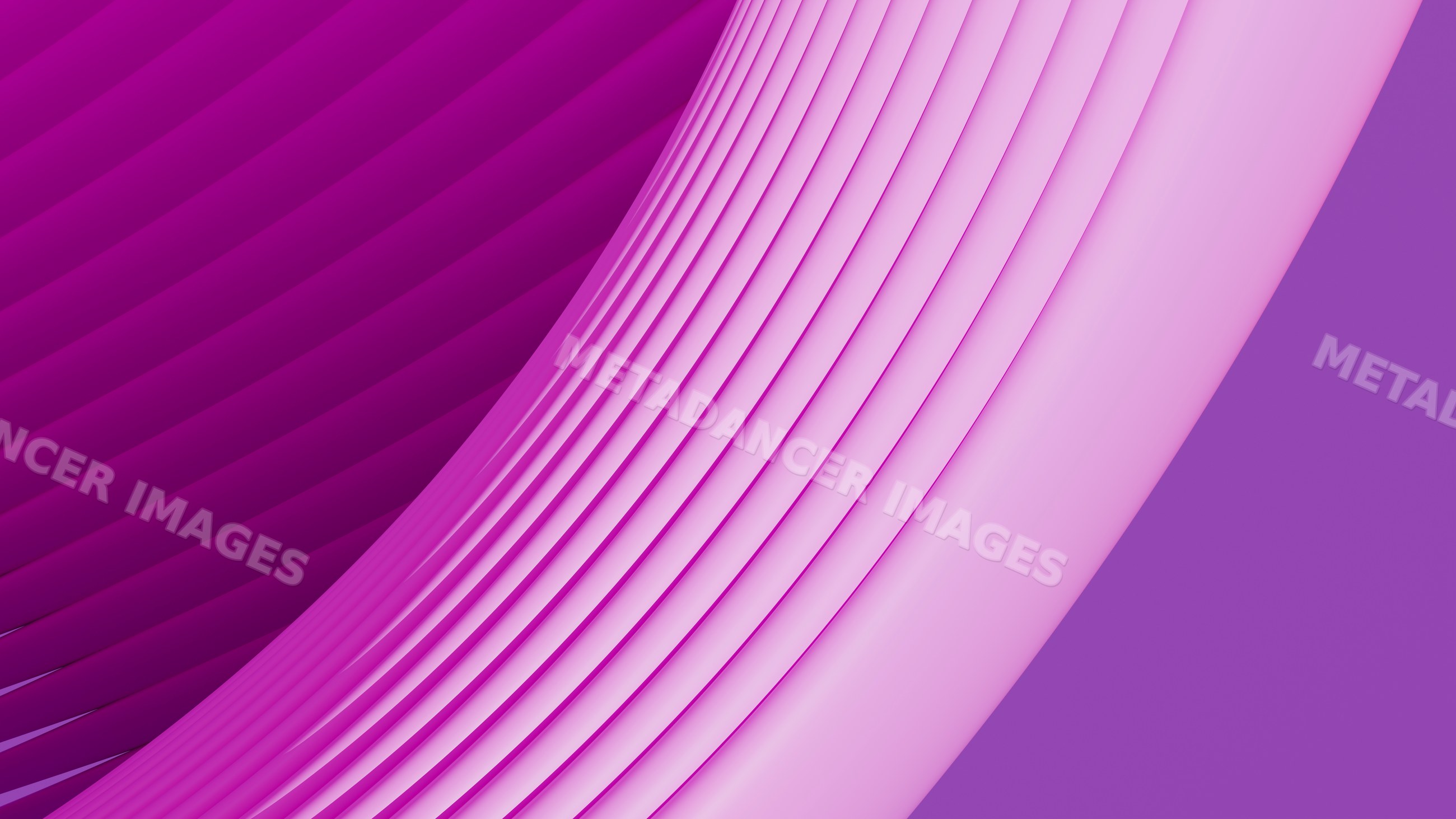 Abstract purple and pink curved stripes in digital illustration